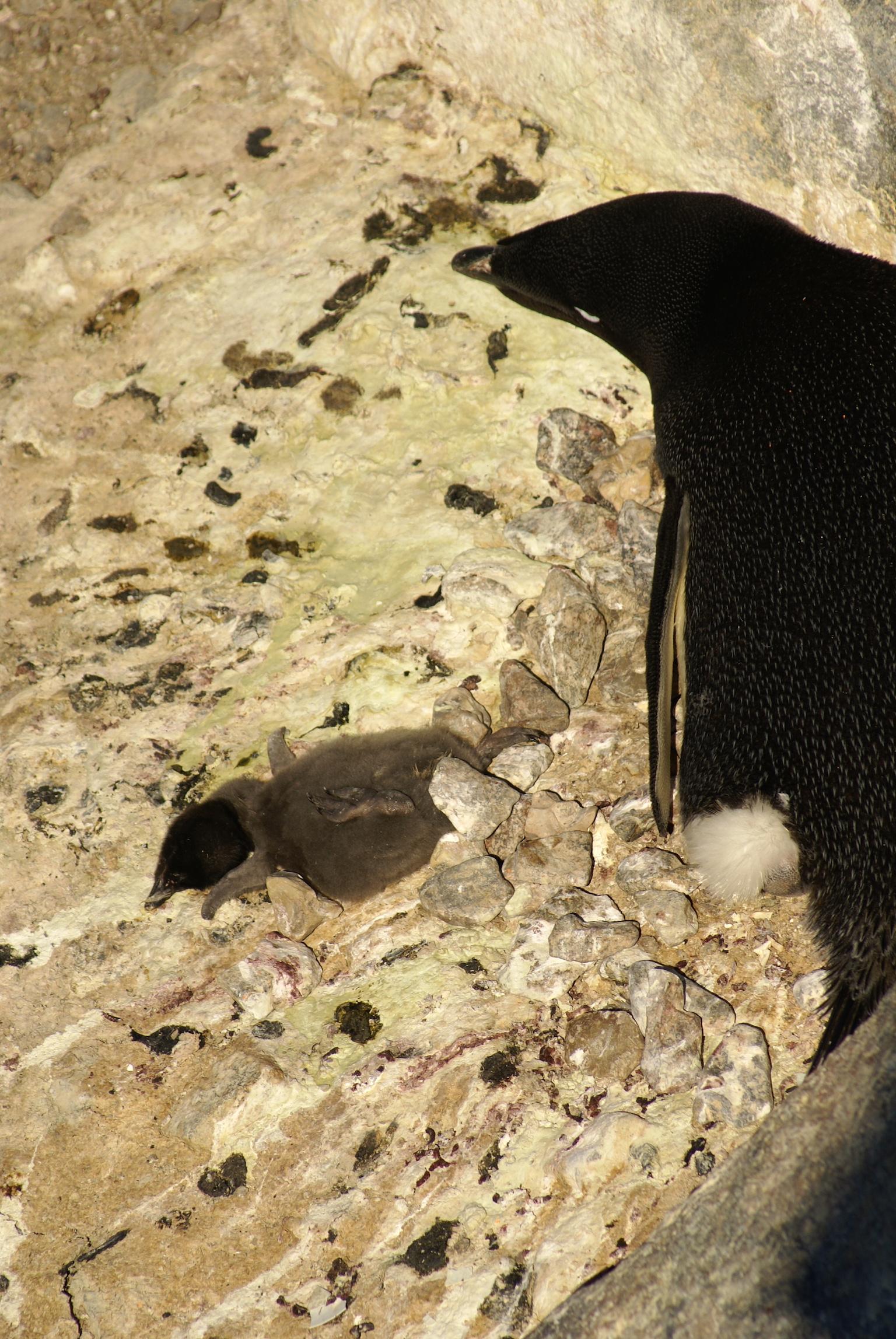 Adélie penguin chicks starved to death at Dumont d'Urville, January 2017