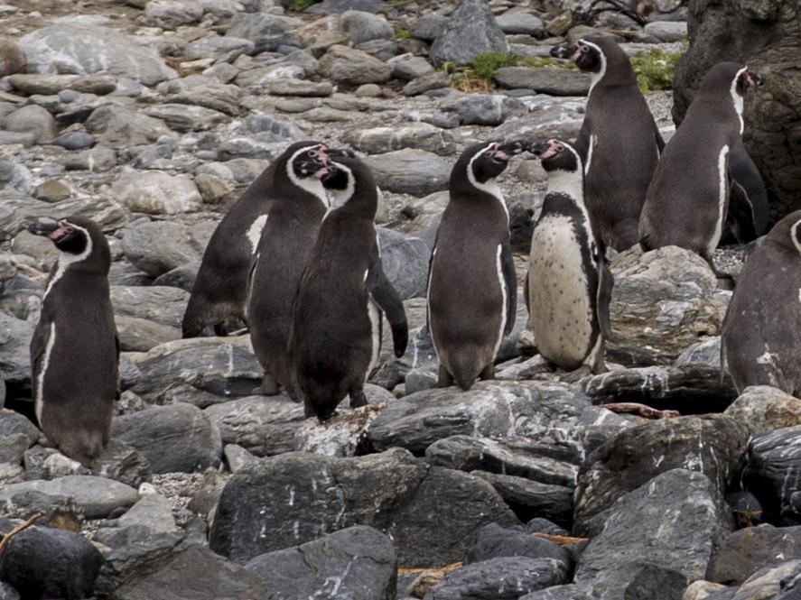 A group of Humboldt penguins stand on the rocks at Damas Island in the Coquimbo Region where the firm wants to mine for copper and ore