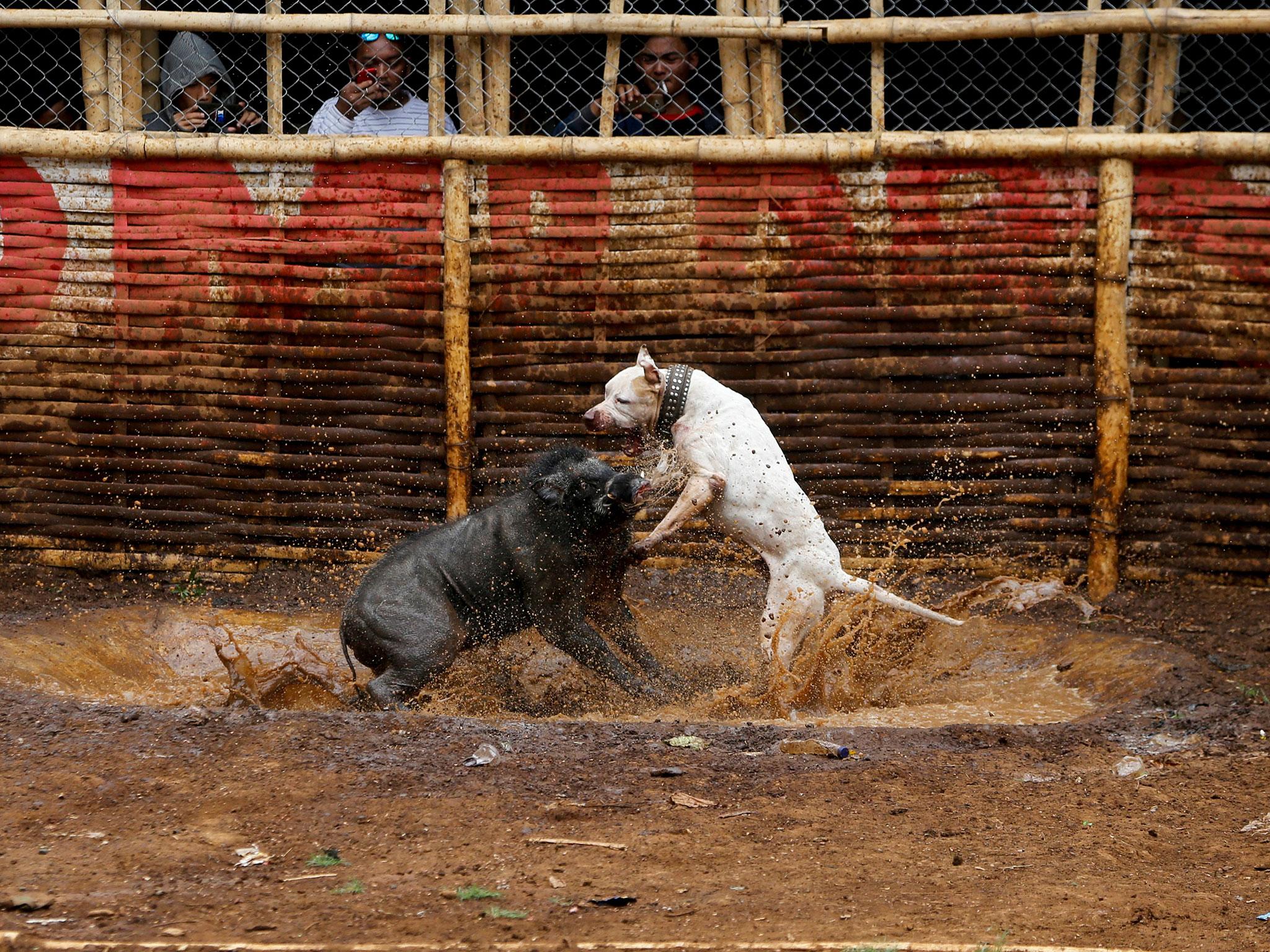 The fights end only when when one of the animals is injured