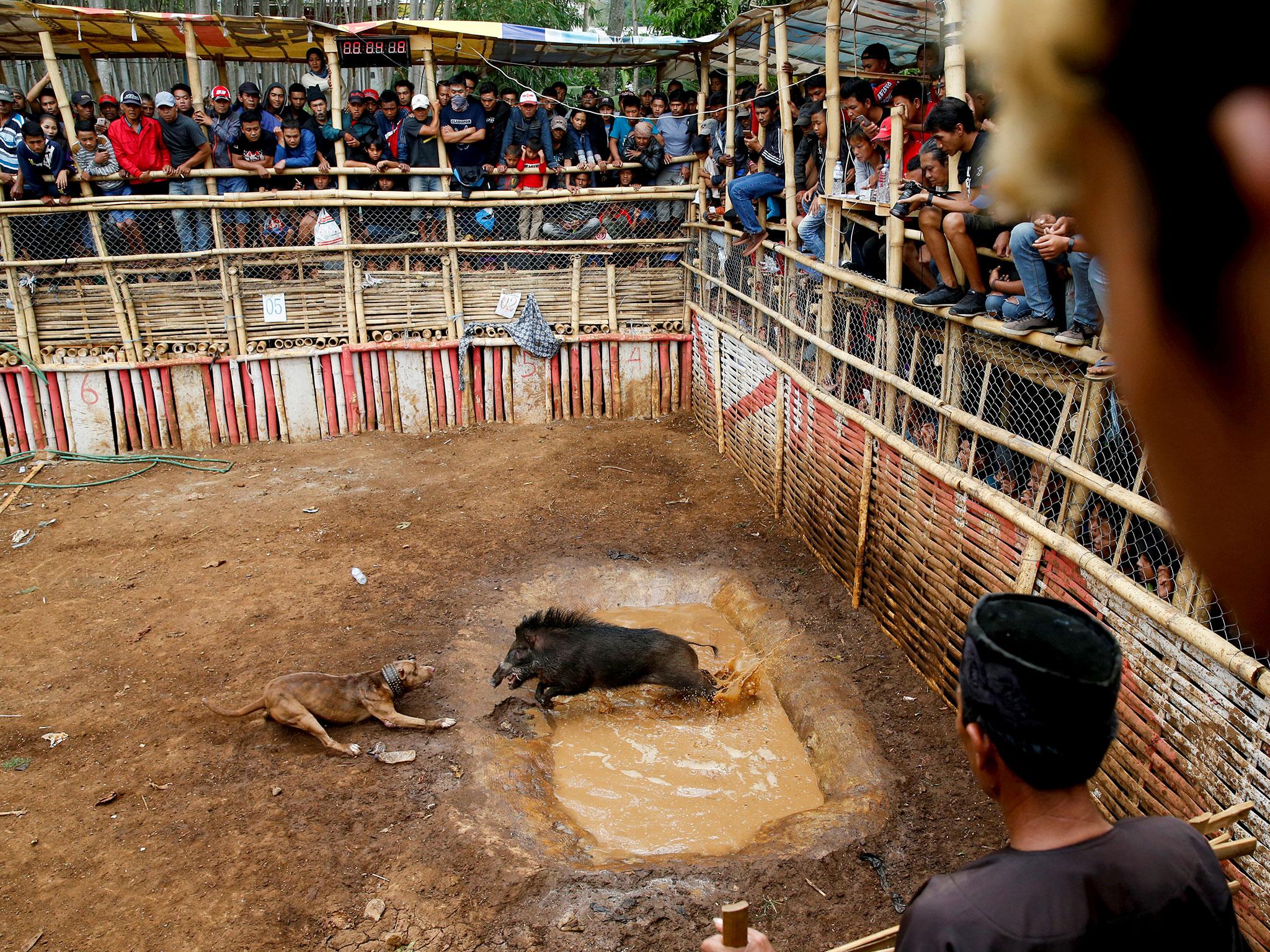 Villagers stand on a bamboo stage to watch the contest between dogs and captured wild boars