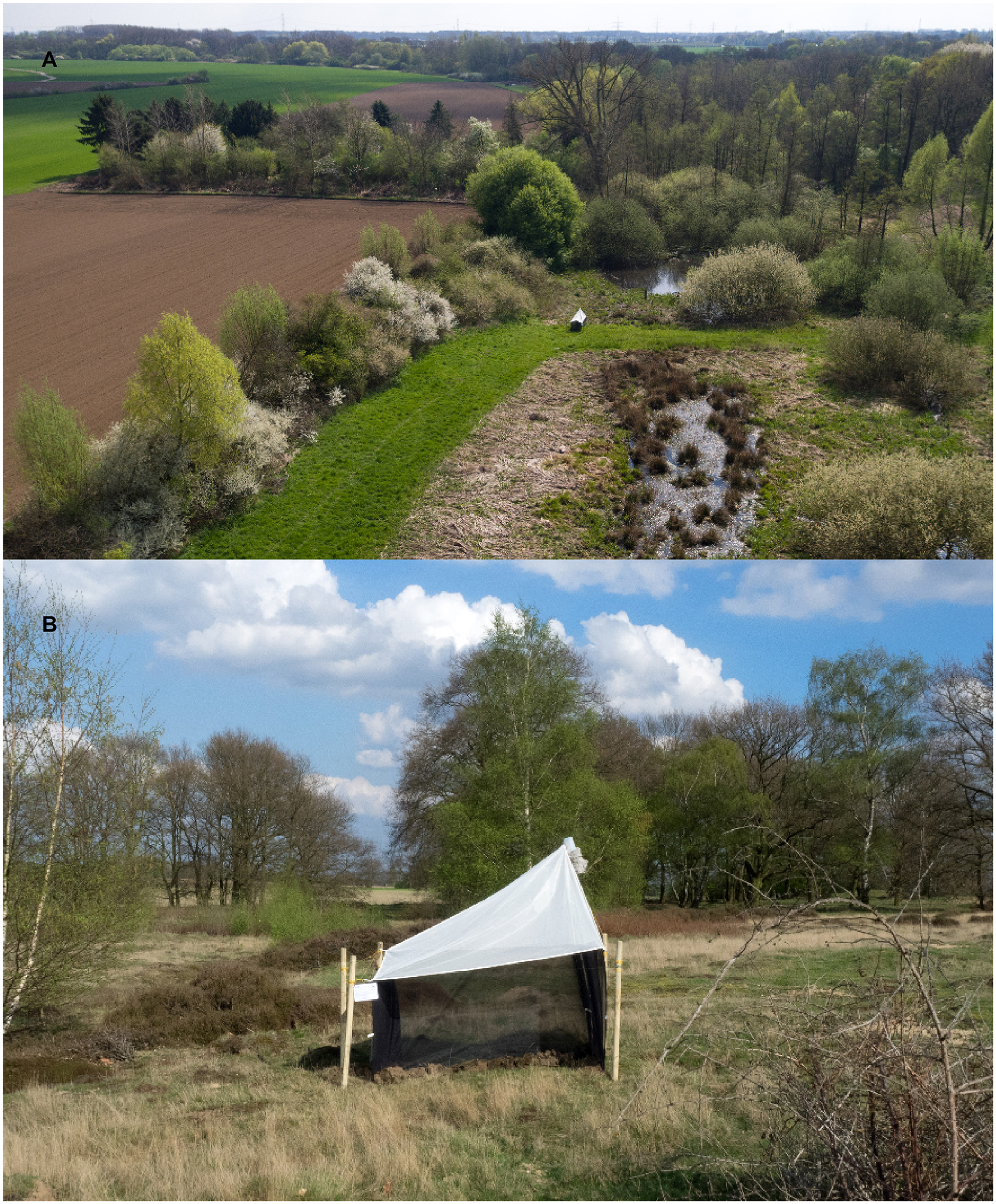 A malaise trap at a nature reserve in Germany