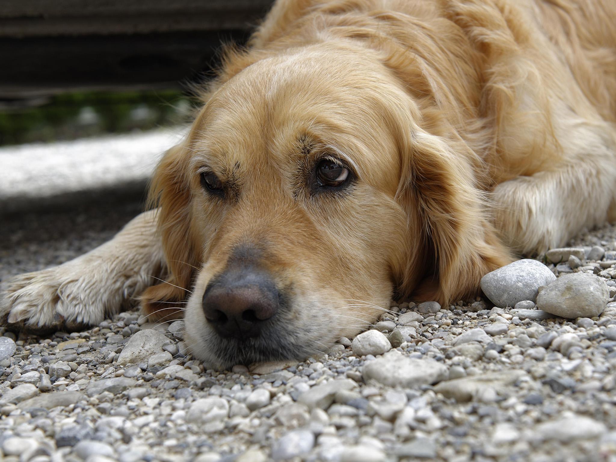 Previously it was thought that animal expressions were involuntary and dependant on the individual’s emotional state