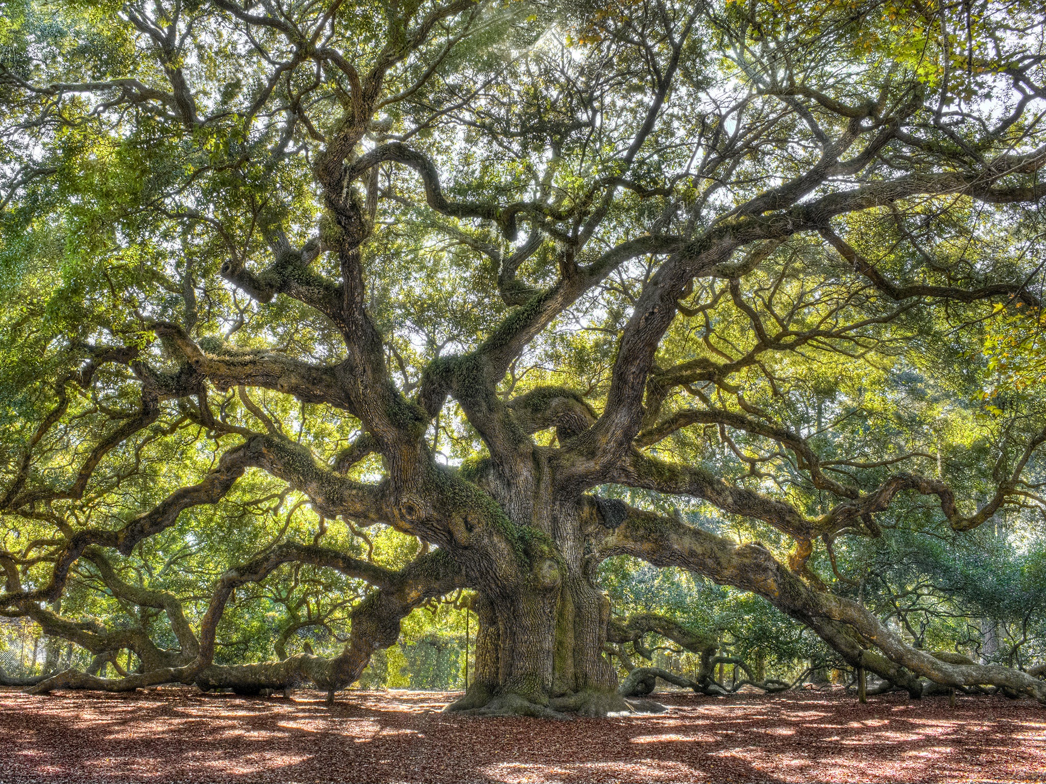 ‘Trees are looped into our history and our myths and our mentality’