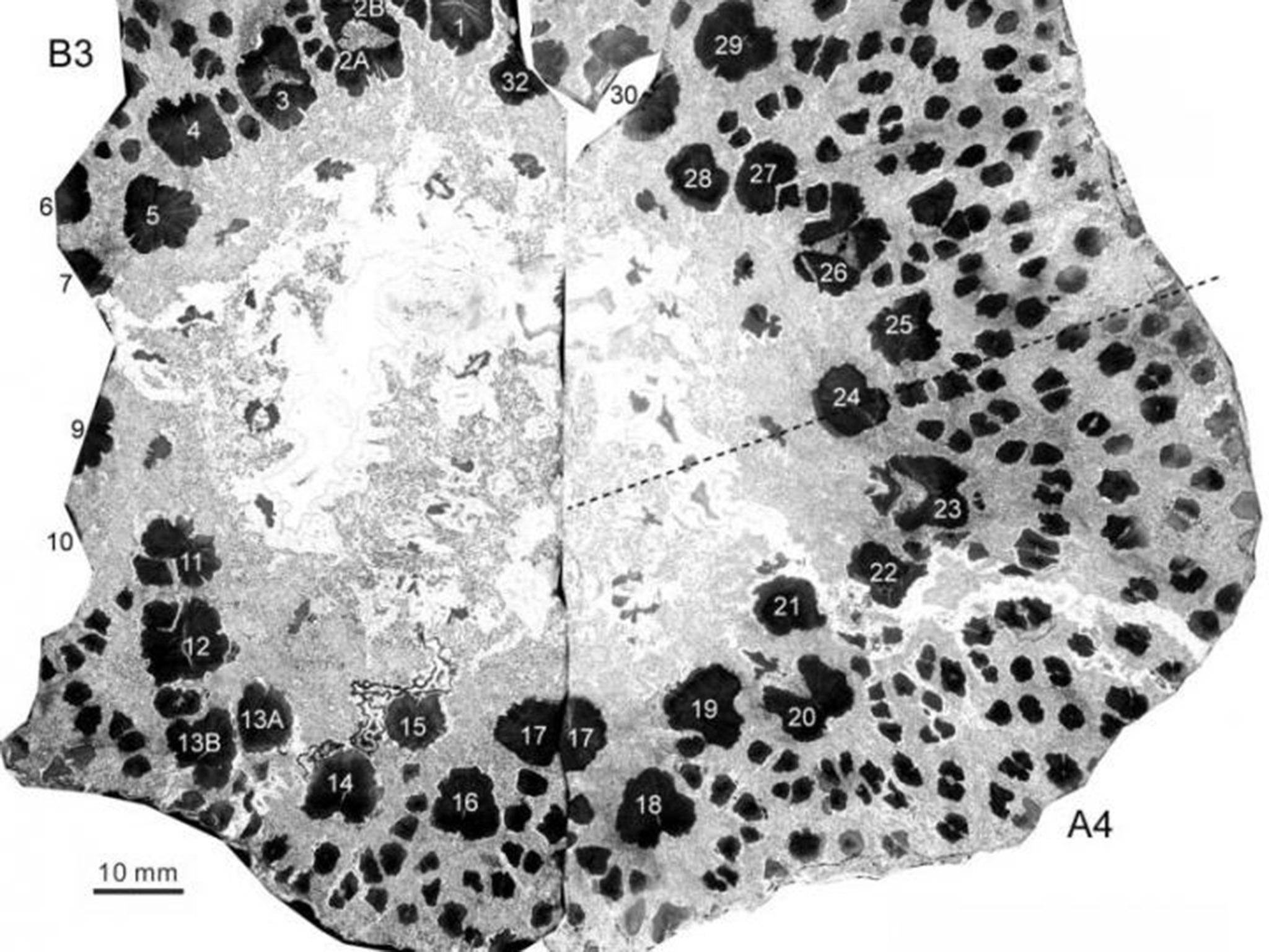 Scientists are baffled as to why prehistoric Cladoxylopsidas are more complicated than modern day trees