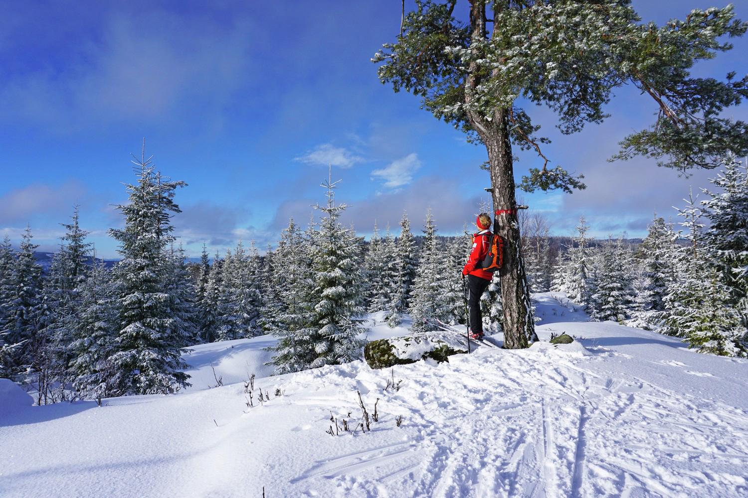 Follow skiing and walking trails throughout Lyngenfjord