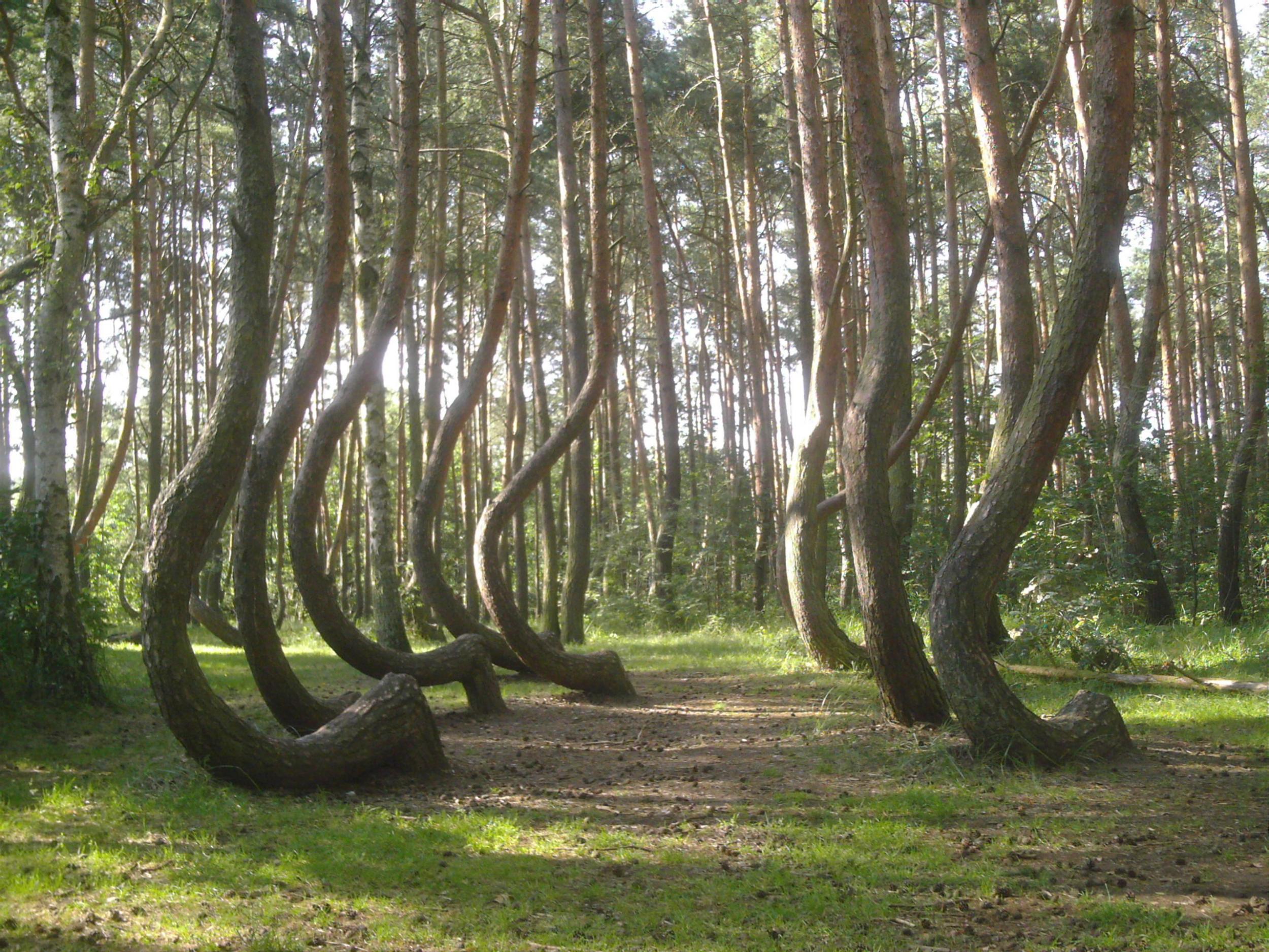 The unusually shaped trees are just one of many strange occurences in Romania’s Hoia Baciu forest (Getty/iStock)