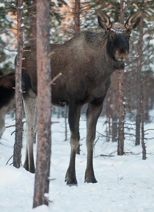 Meet Arctic animals such as an elk during your Polar Park visit