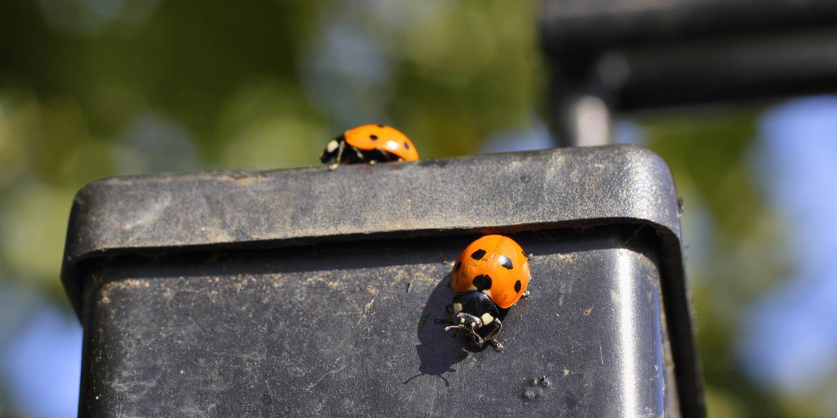 An influx of ladybirds have been gathering on windowsills and taking shelter inside homes