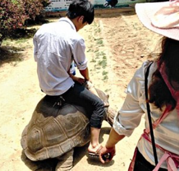 A zoo keeper was sacked for allowing visitors to ride a 69-year-old giant tortoise