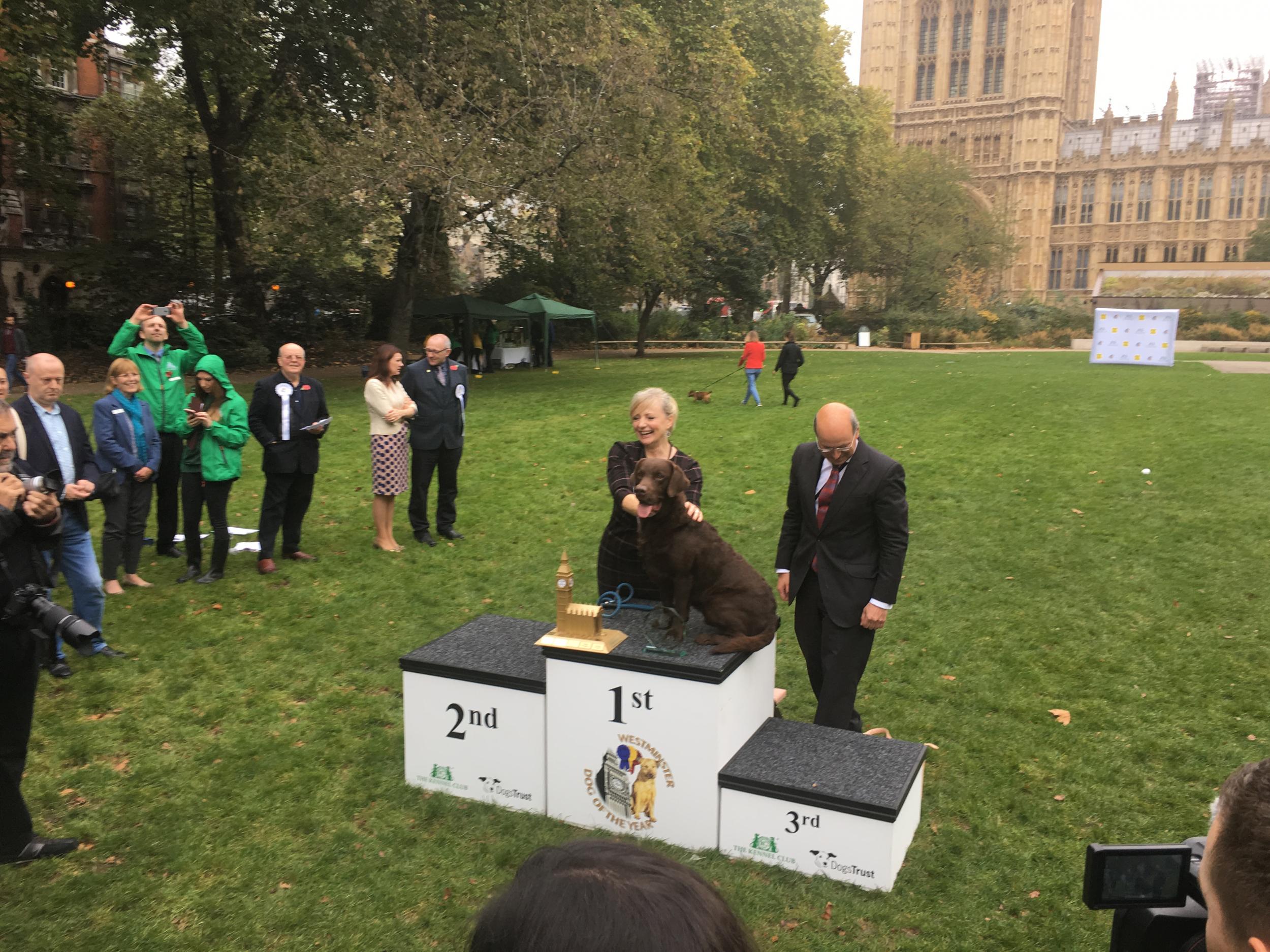 Rocky the Chocolate Labrador claimed the coveted first prize