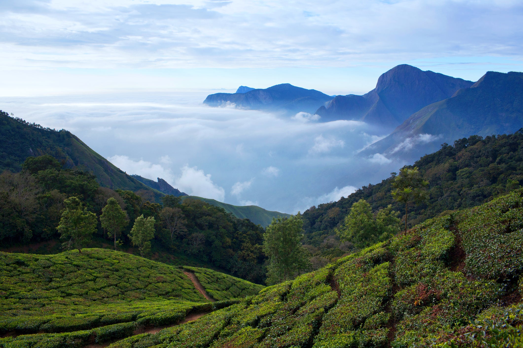 Tea estates cascade down the state’s steep valleys