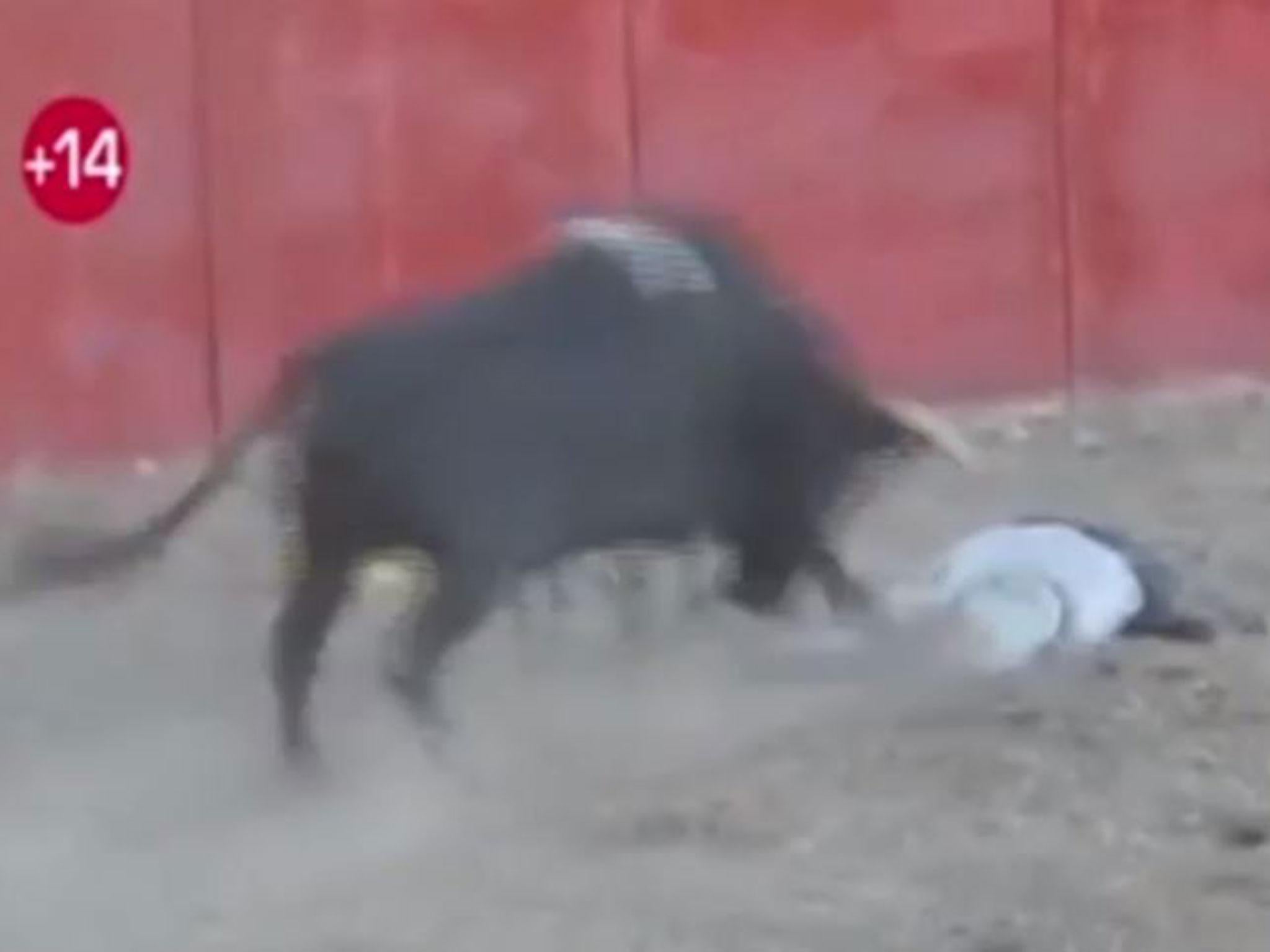 The bull stabs the man in the back with its horn as he lies on the floor