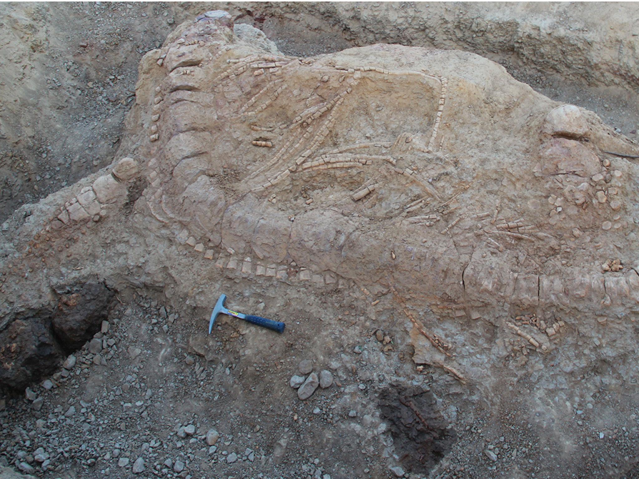 The remarkably intact specimen was unearthed after 1,500 man-hours of digging