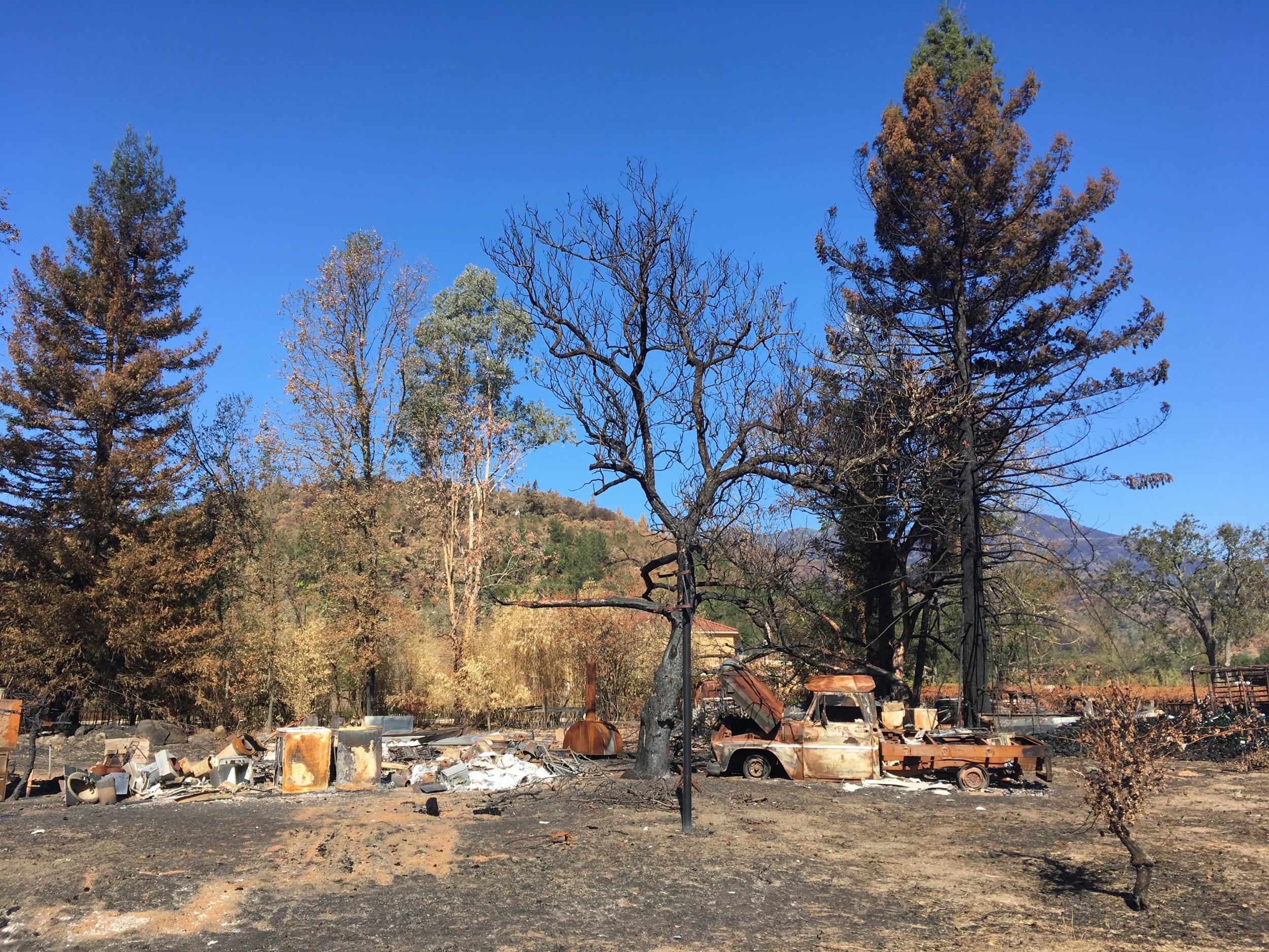 The charred remains of Helena Johnston View vineyard, near Calistoga, Napa