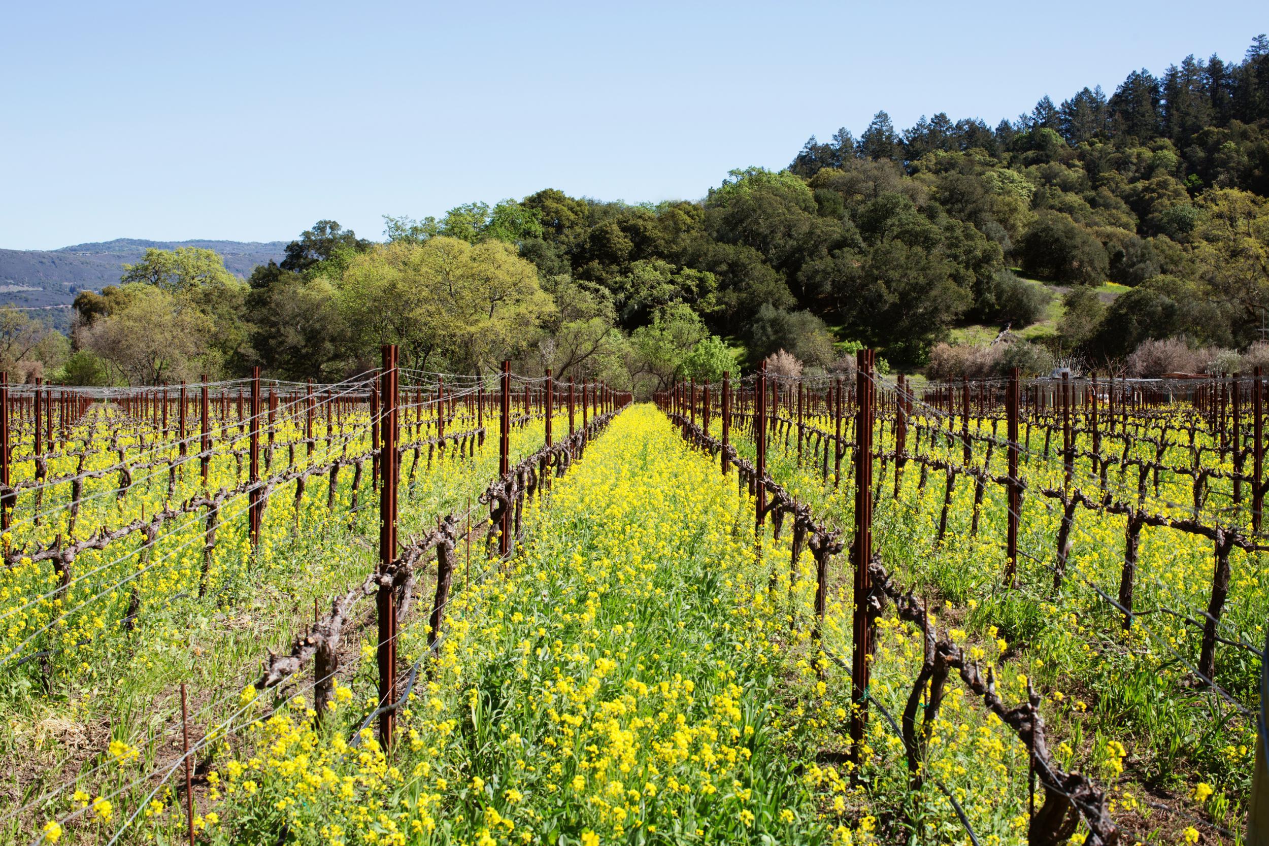 The vast majority of Napa vineyards were untouched by the blazes (Megan Reeves/Visit Napa Valley)