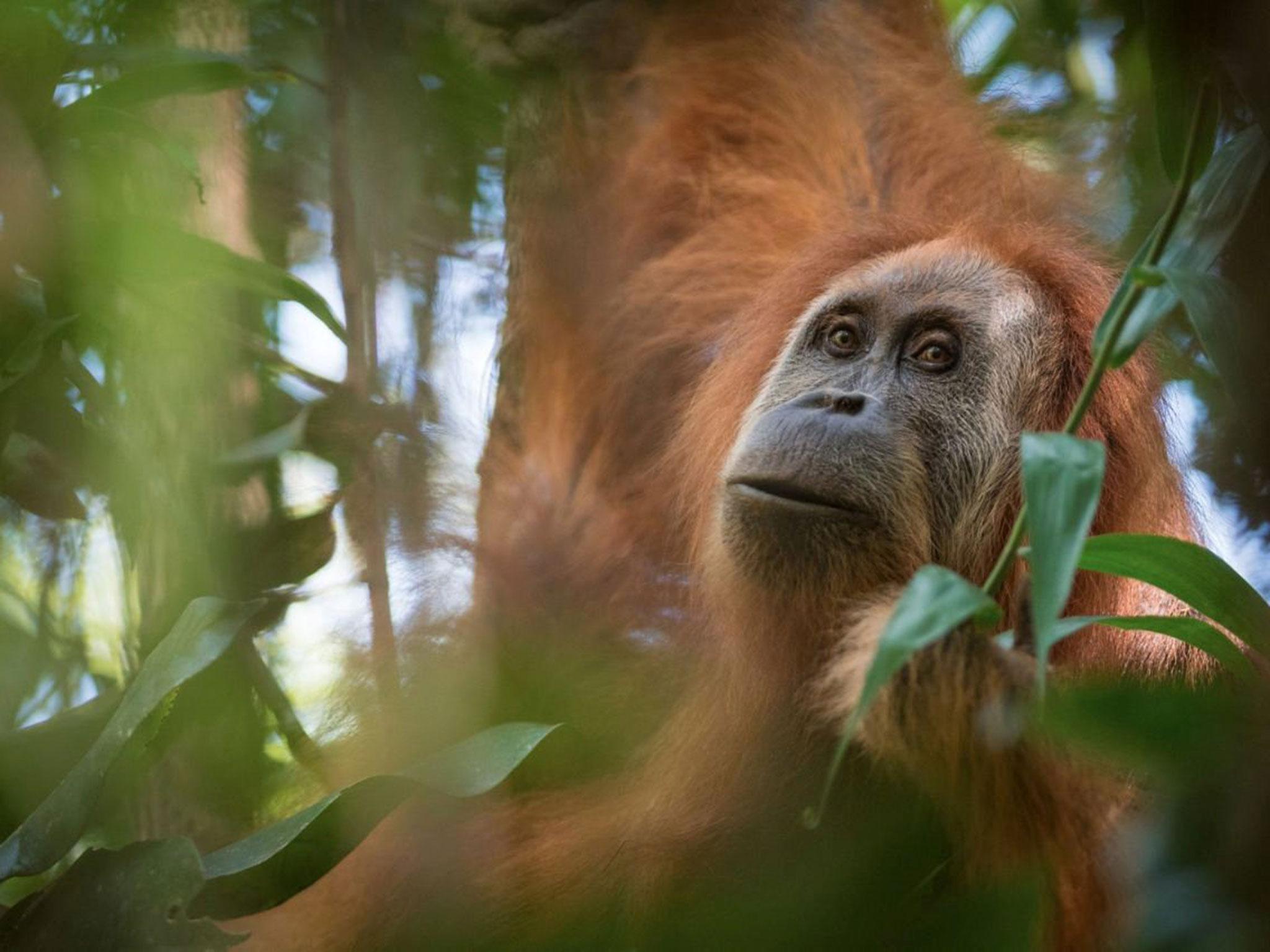 Pongo tapanuliensis was originally considered to be part of the Sumatran orangutan population