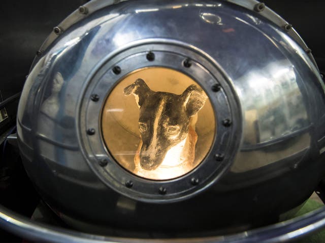 An effigy of Laika the dog, who died five hours in to her 1957 space flight