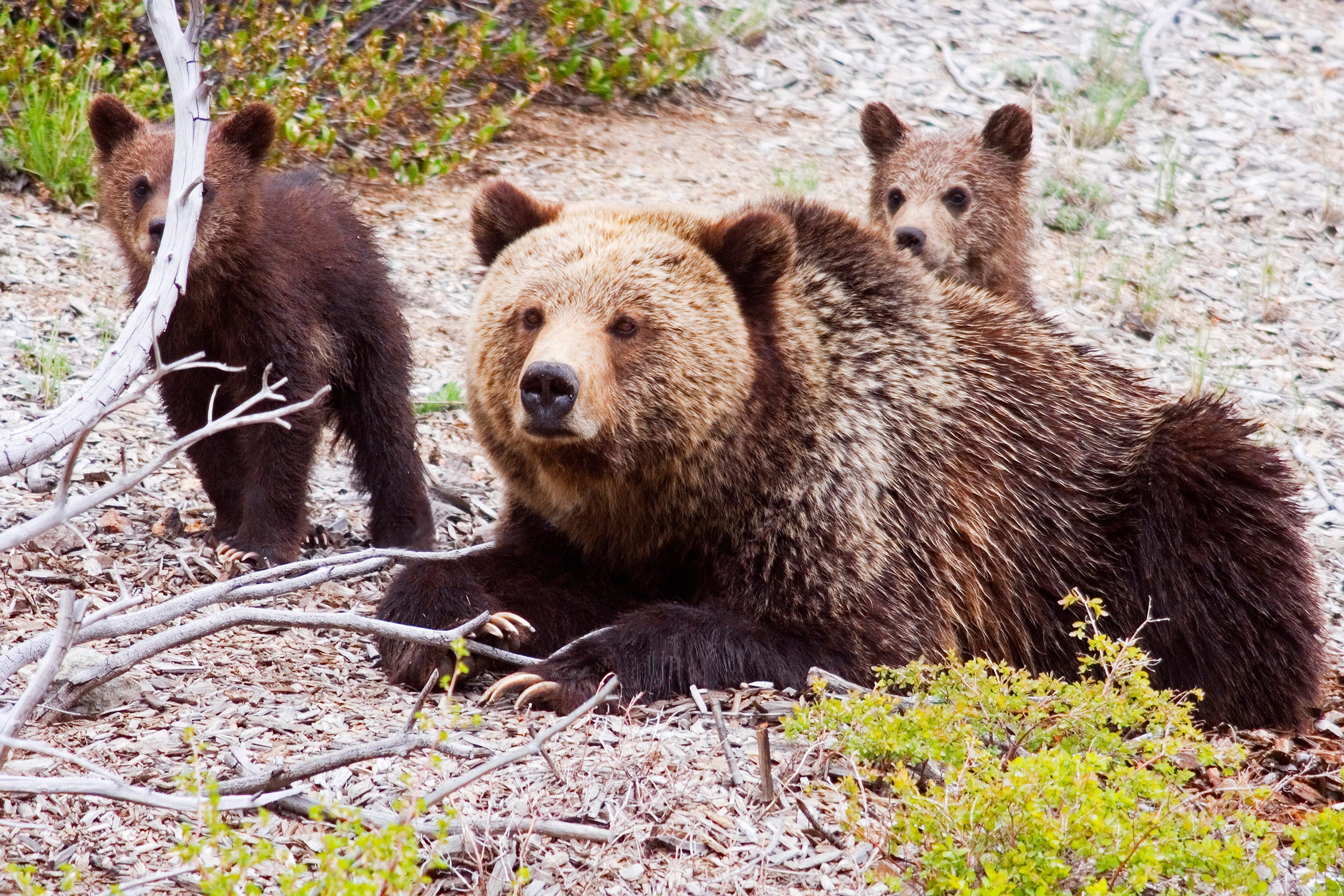 The bears in the Greater Yellowstone ecosystem have increased to at least 700 today from fewer than 150 in 1975