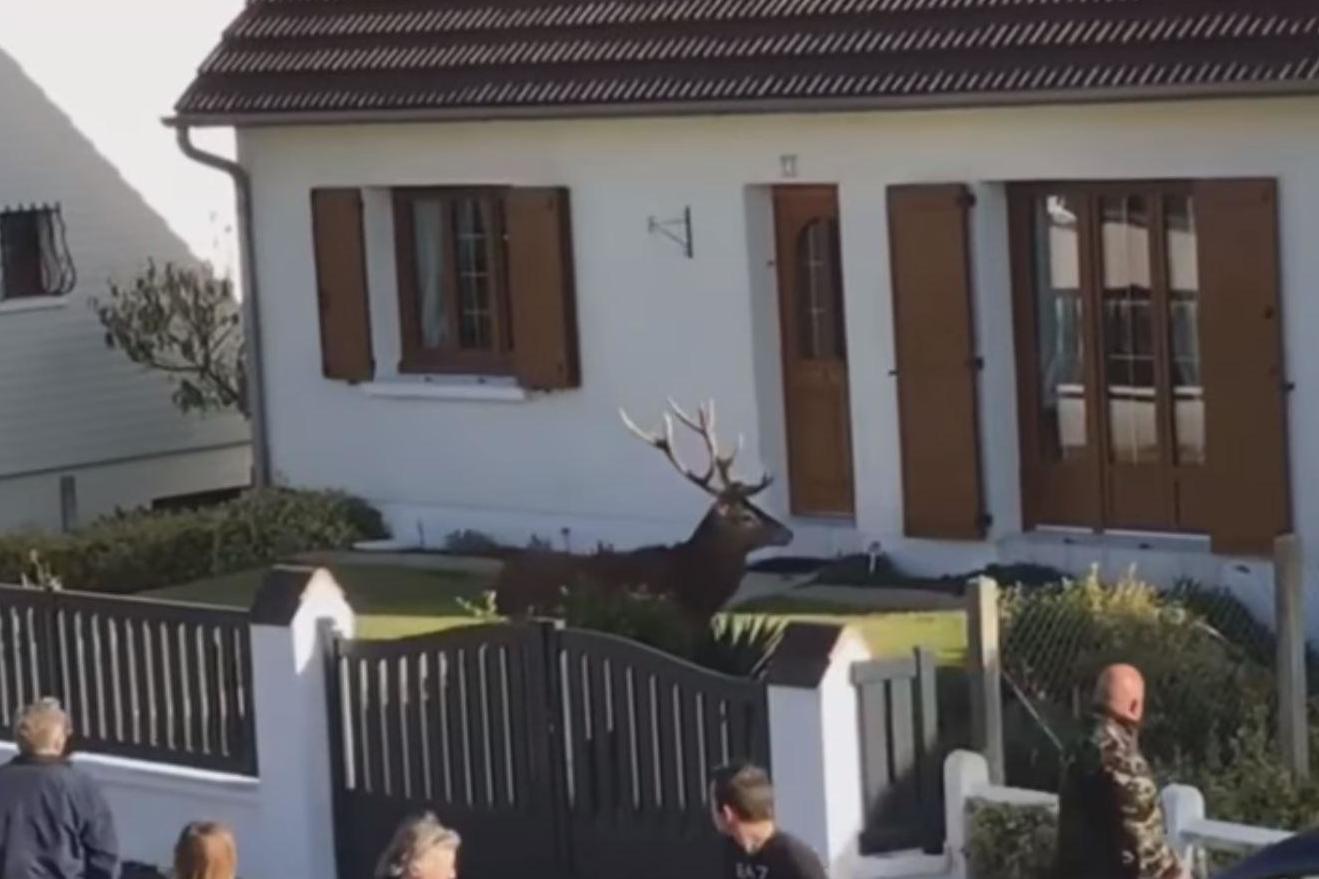 Footage of a cornered stag, later shot dead at close range by hunters in Lacroix-Saint-Ouen, caused uproar in France