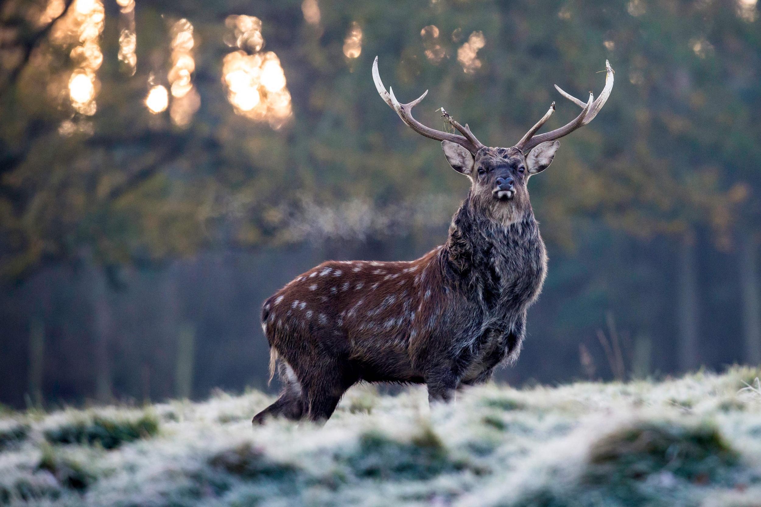 The hunter was gored to death by a stag