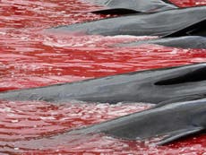 Faroe Island whale hunts: Grisly photos show mass slaughter of dolphins and pilot whales