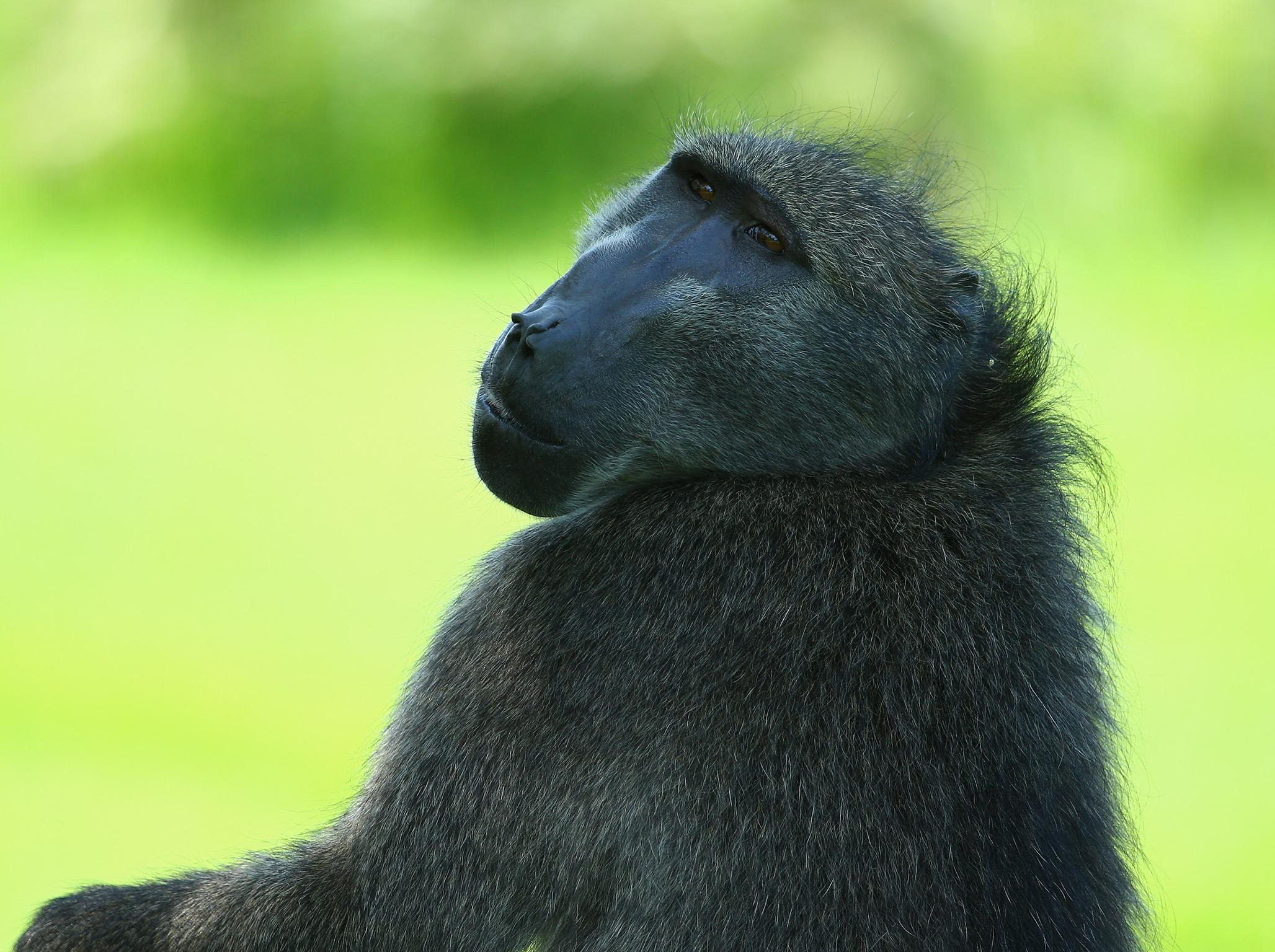 The Nedbank Golf Challenge is one of the highlights of the South African sporting calendar and the wild animals that wander onto the beautiful course always generate headlines. Here are some of the best ever pictures.