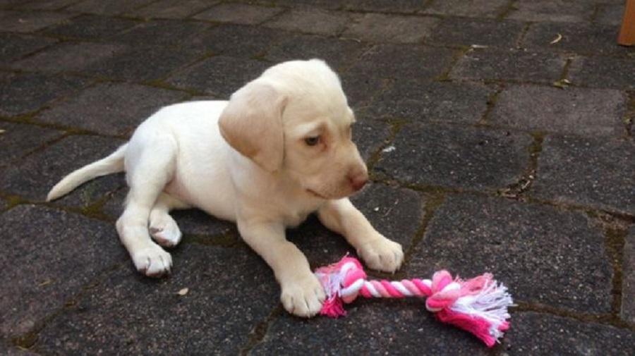 Puppy Sasha was returned to her family several days after she was snatched from her home