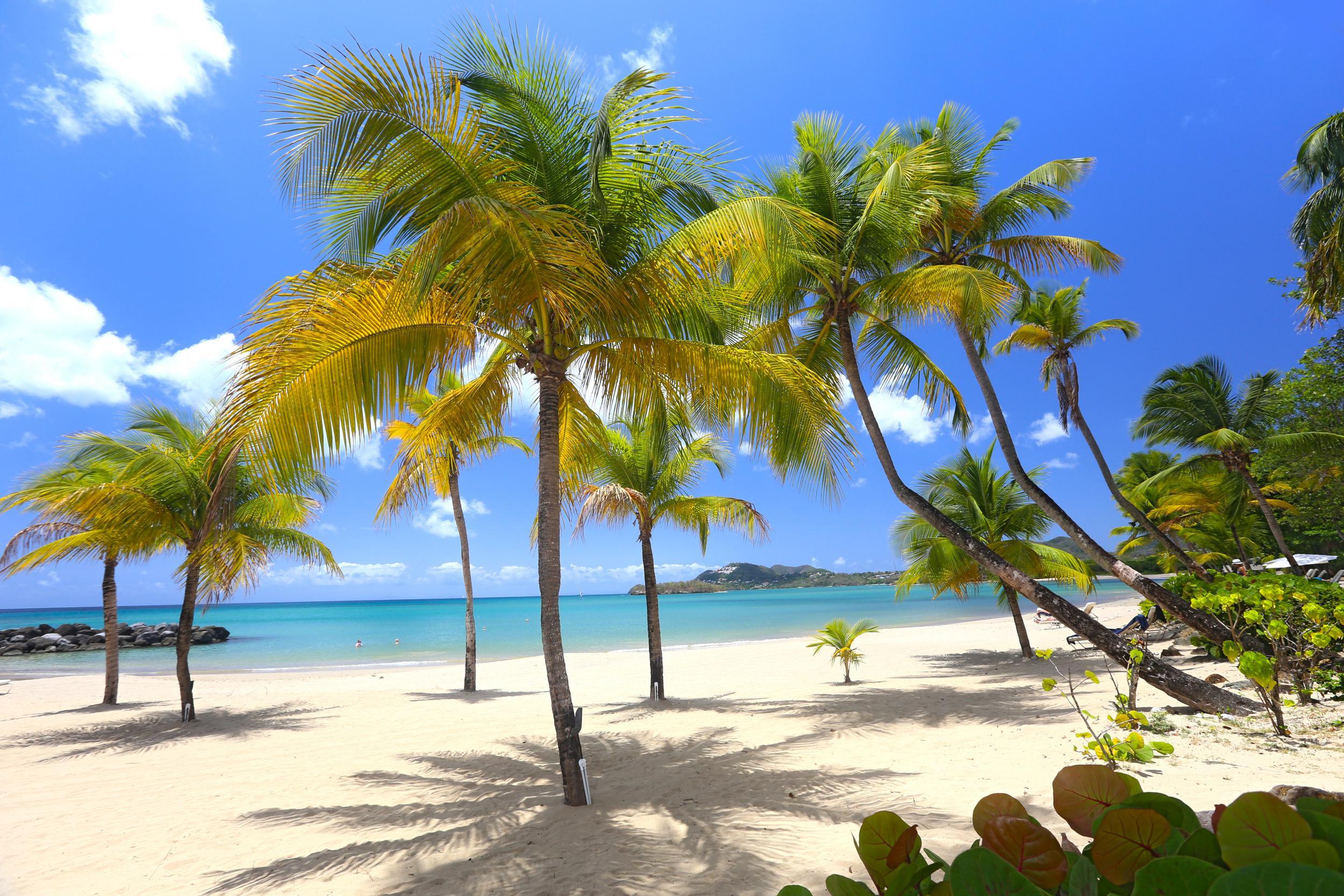 Wander along the shore of a palm-covered beach