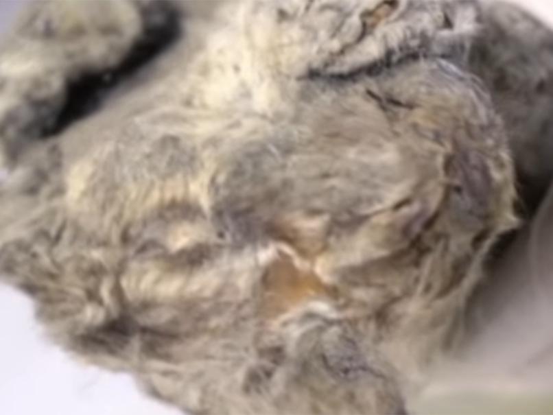 The cub - its head shown - is believed to be about eight weeks old and tests are underway to find its exact age