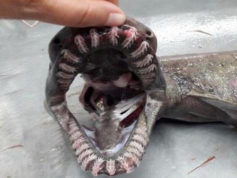 Rows of pointy teeth and slim body allow shark to make 'quick lunges'