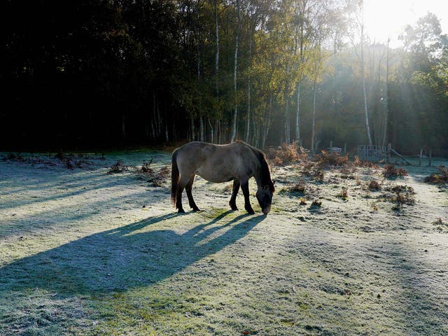 A horse grazing on a frosty morning near Ashford, Kent. More frosts can be expected as temperatures drop below freezing