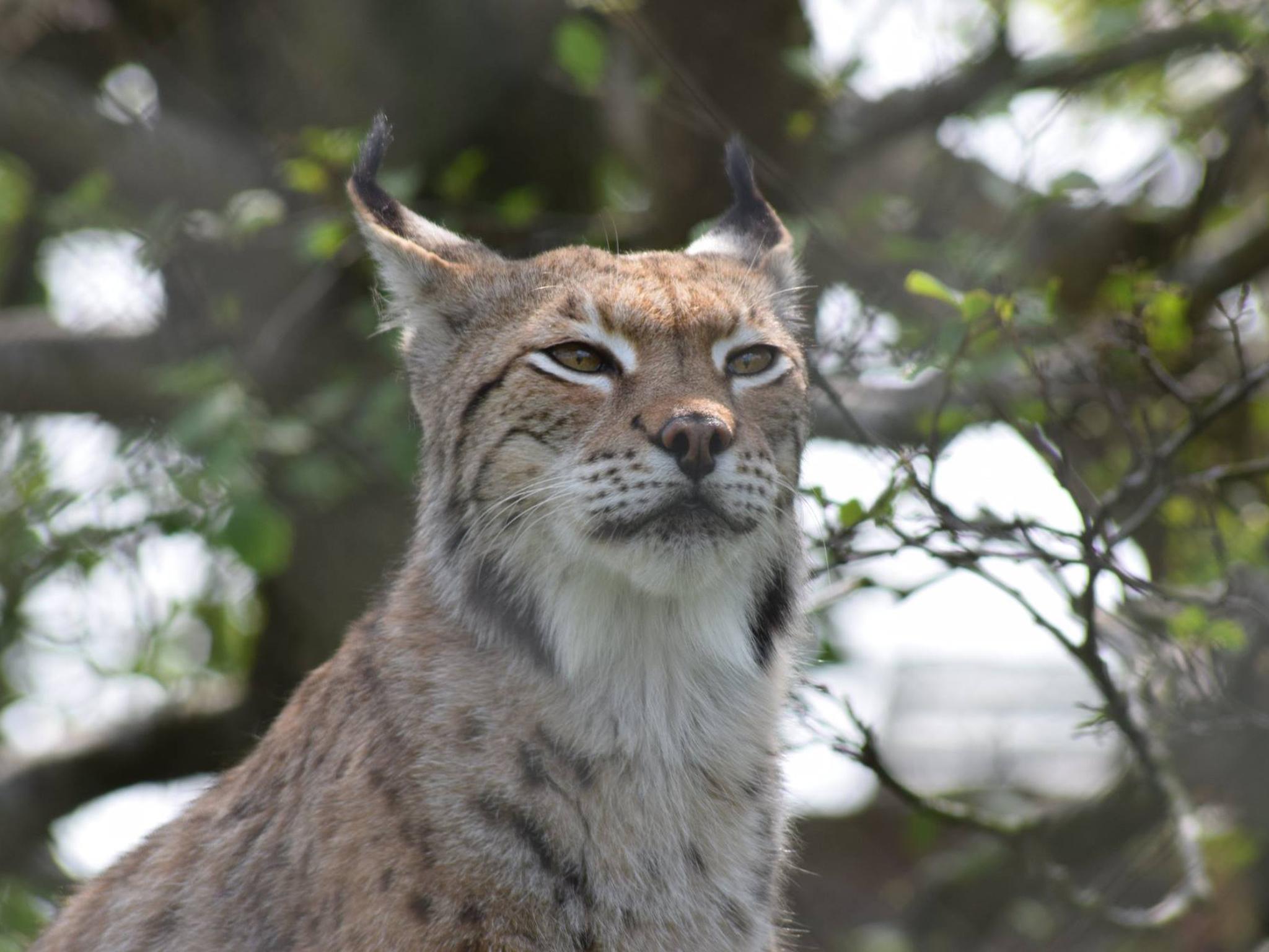 After reports of the death of Lilly, the owners closed the zoo temporarily