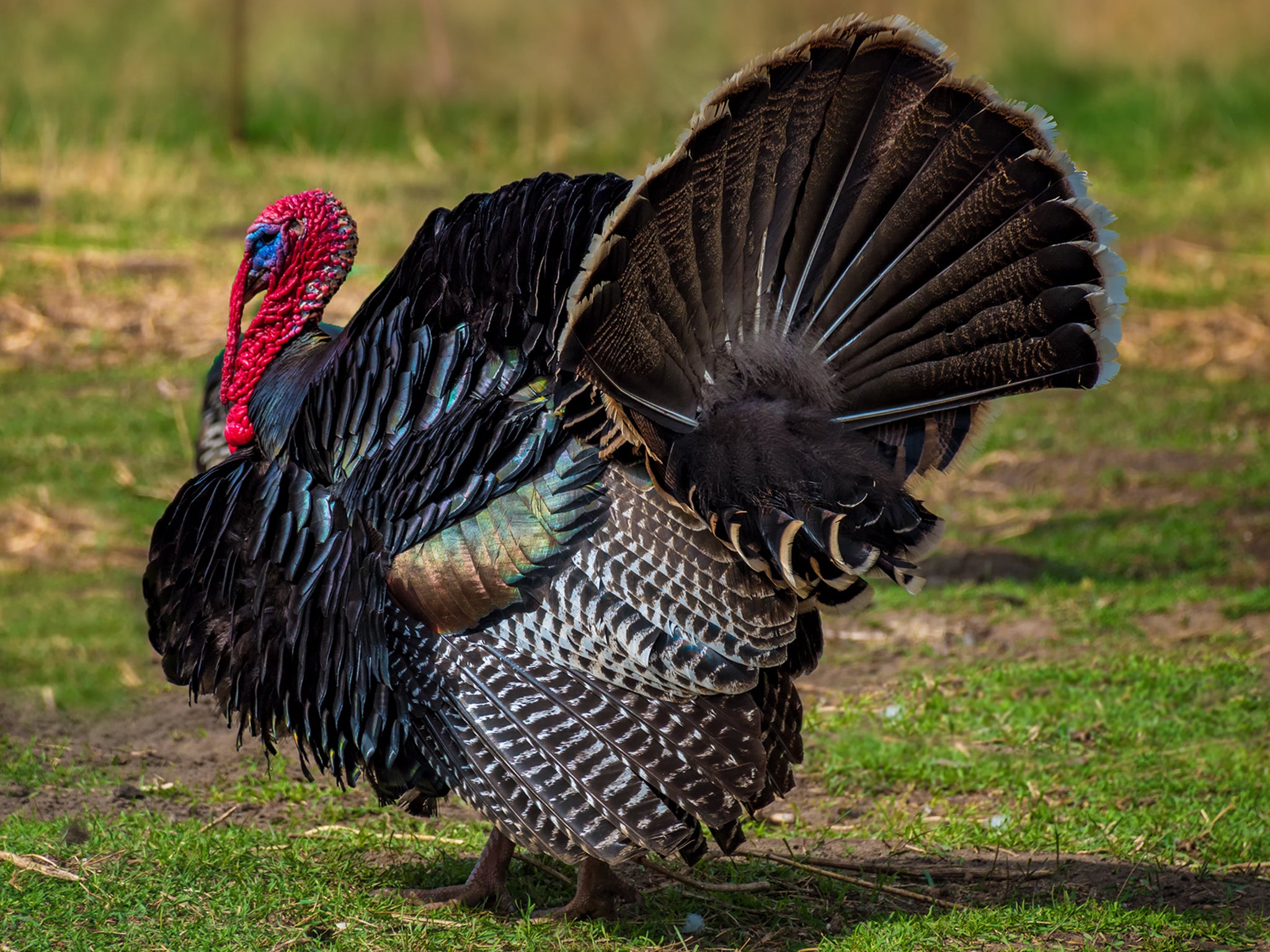 Commercially bred birds are now more than twice as large as they were in 1960