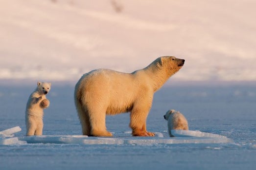 The Arctic fox travelled from the island of Spitsbergen in Svalbard, Norway, in search of food