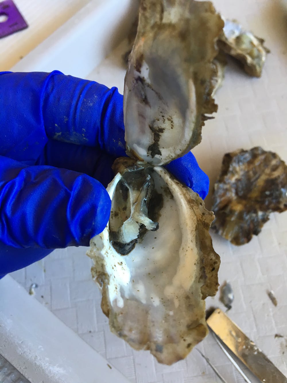 A dead Pacific oyster in Tomales Bay, California