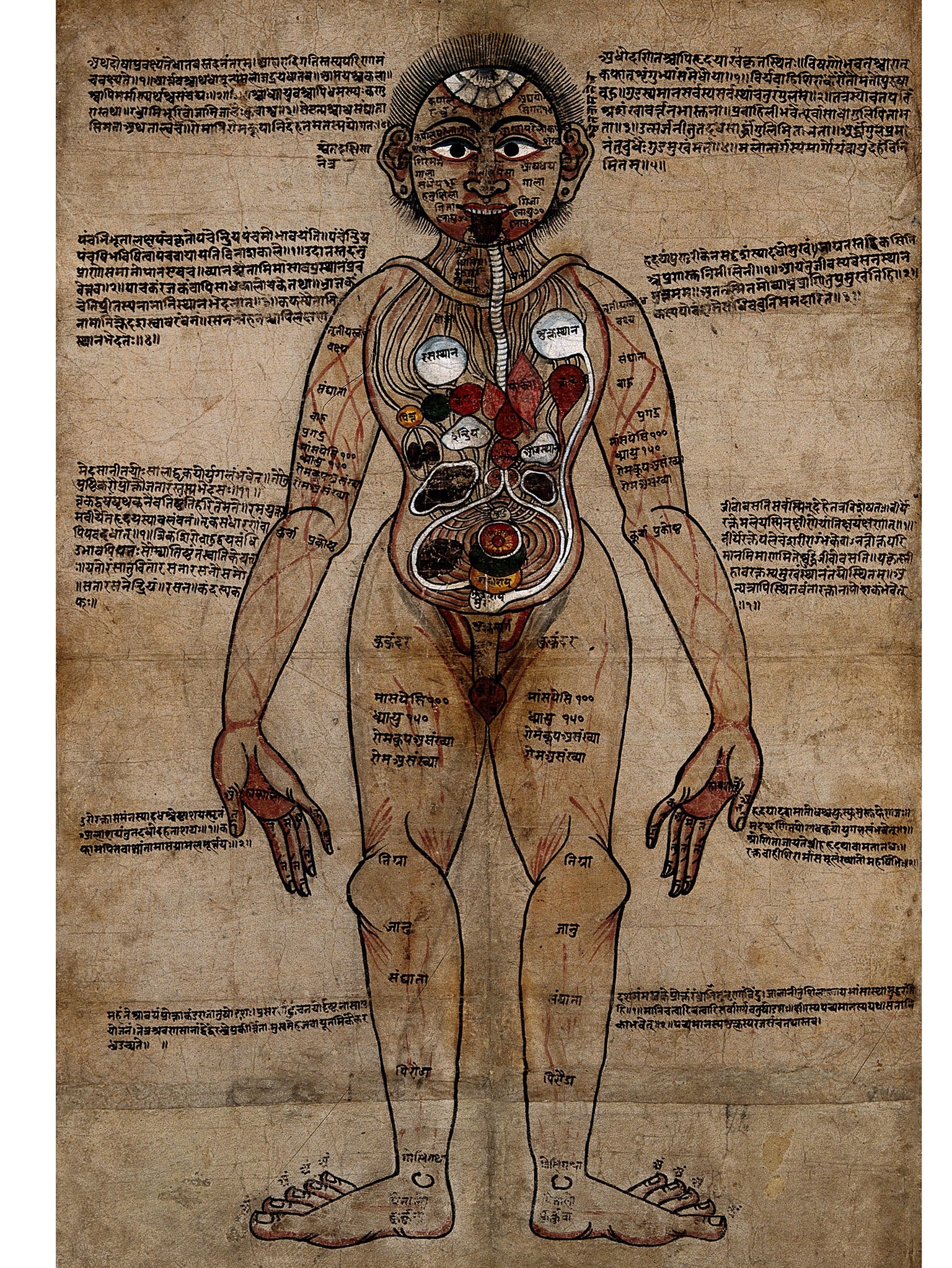 ‘The Ayurvedic Man’, pen and watercolor, 18th century