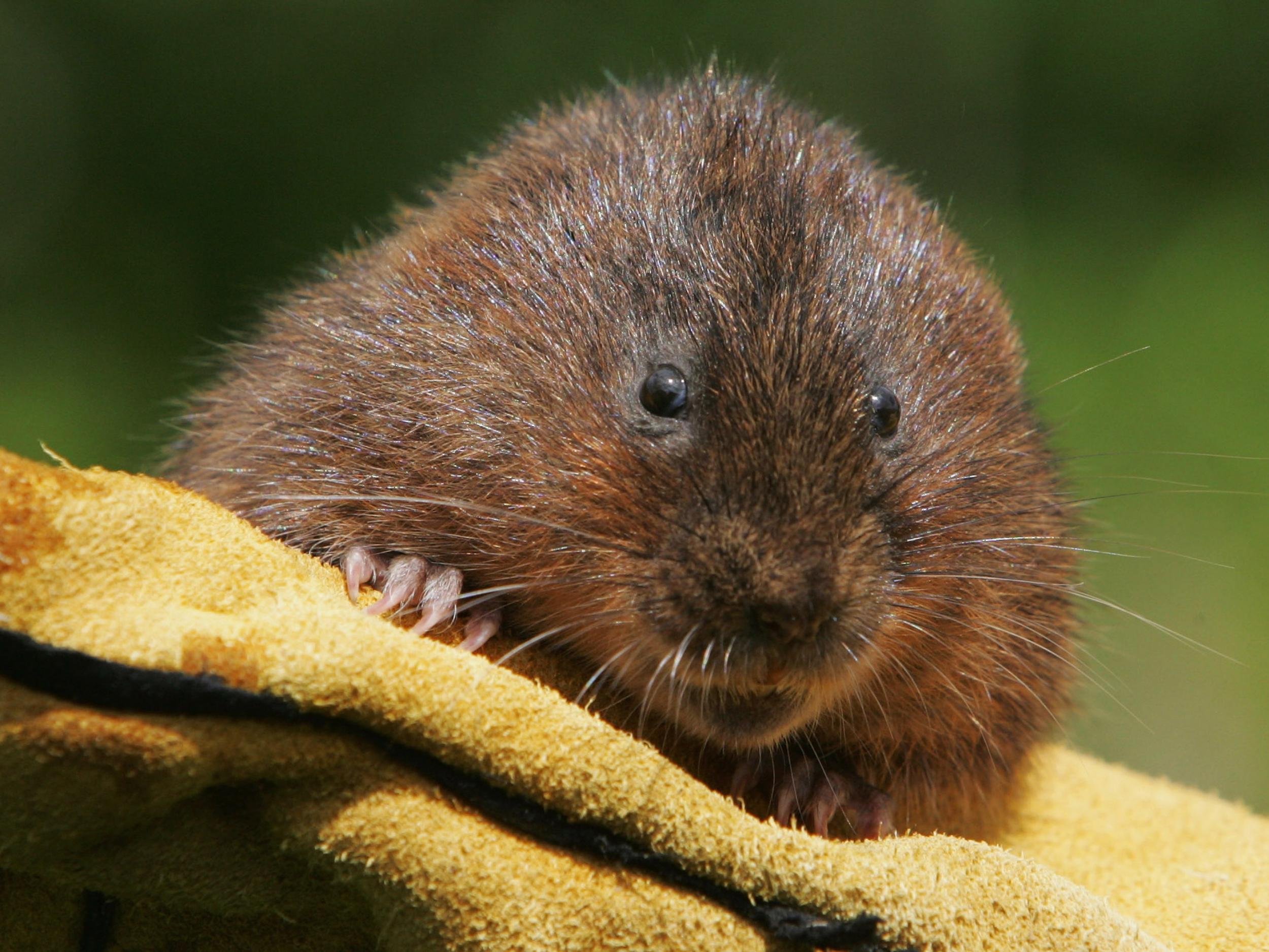 Voles’ relationships suffer when males drink while the females remain sober