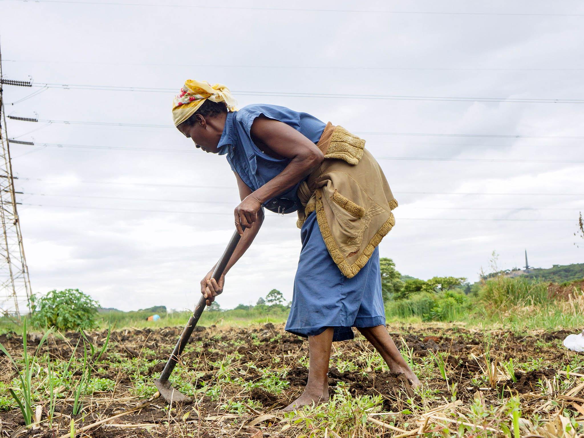 A woman tilling land the day after the coup. Approximately one in four children in Zimbabwe live in chronic poverty