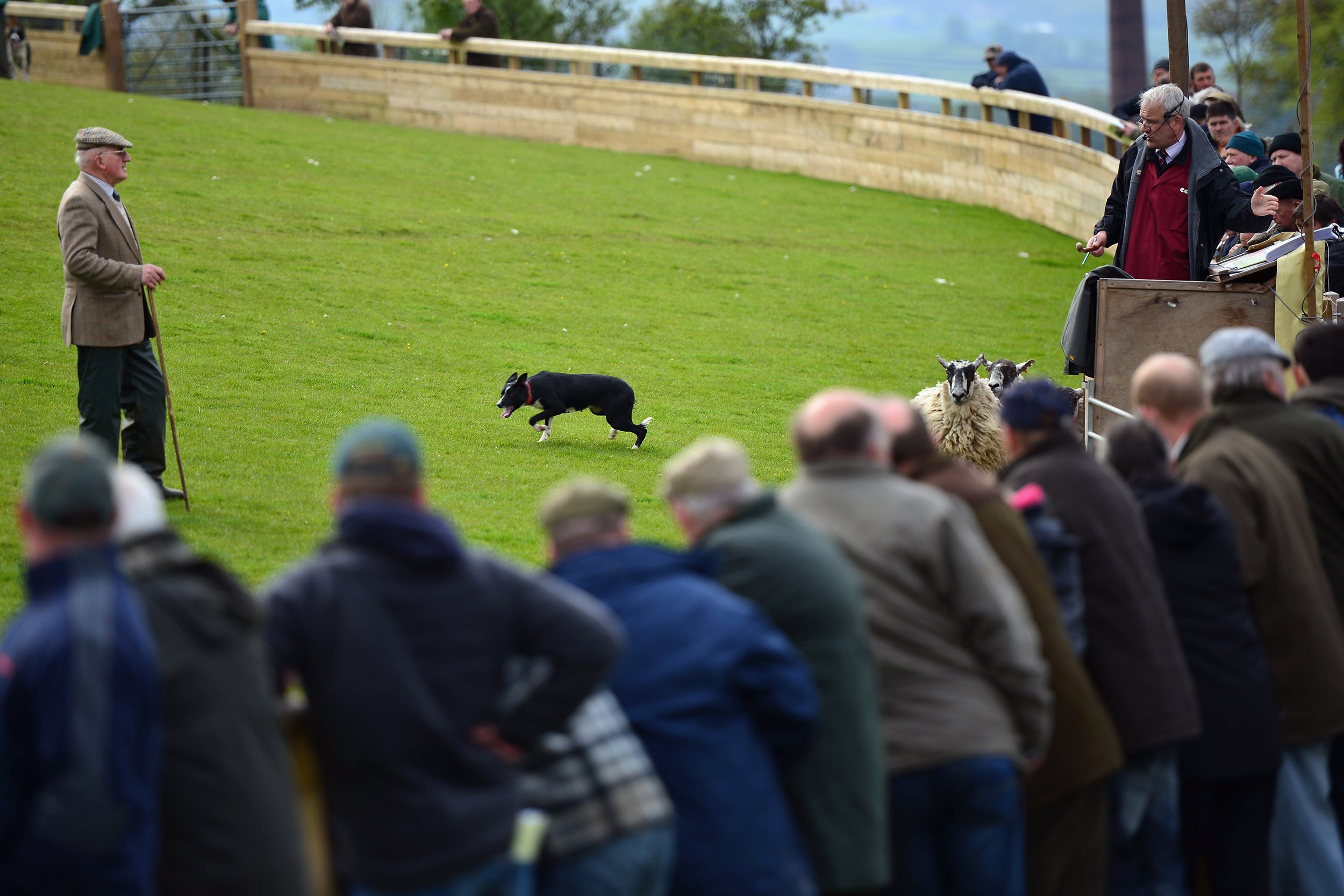 Craven is world-renowned for its sheepdog auctions, with bidding for some of the UK’s best border collies