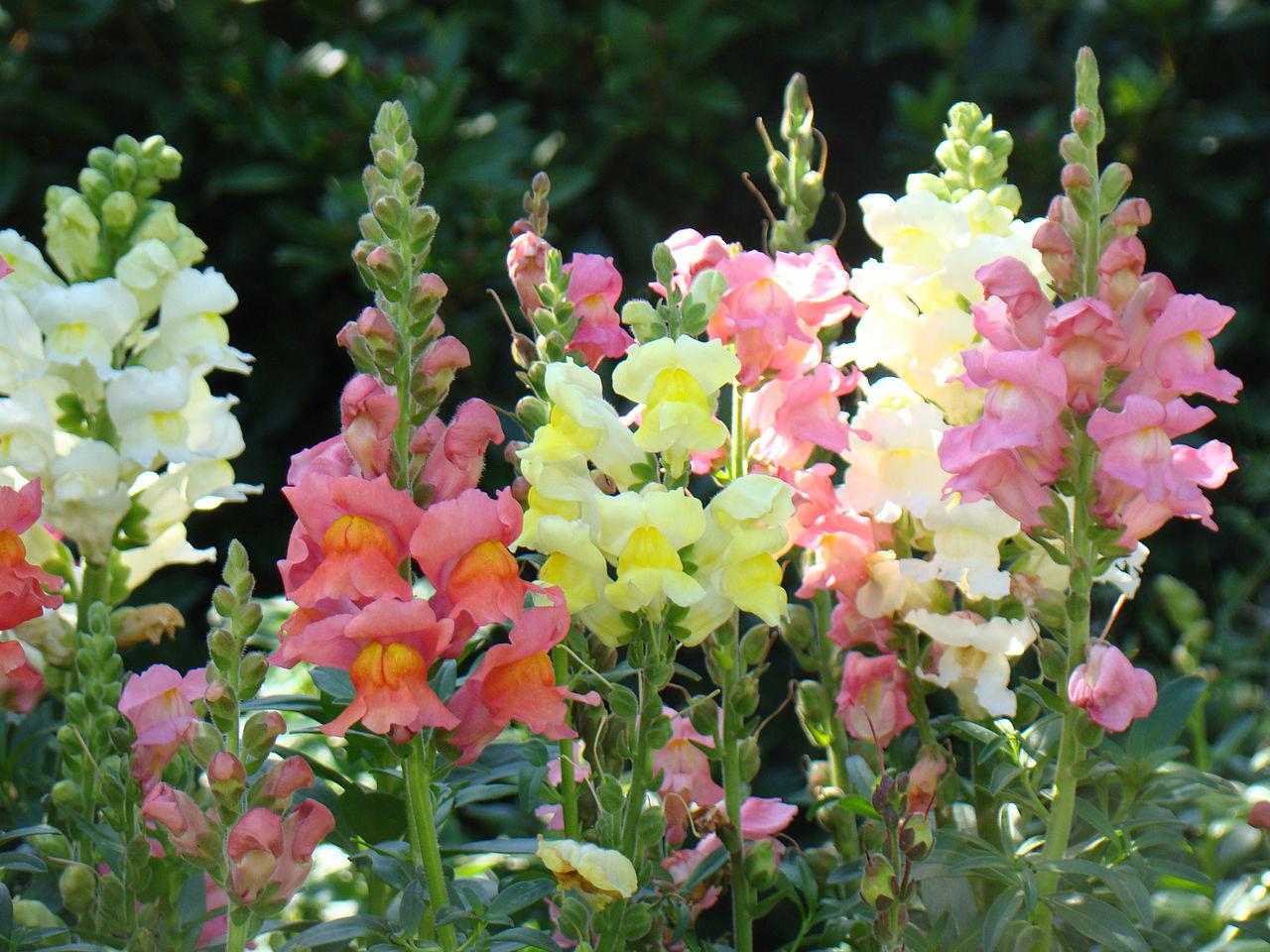 Natural selection favours the survival of magenta and yellow flowers