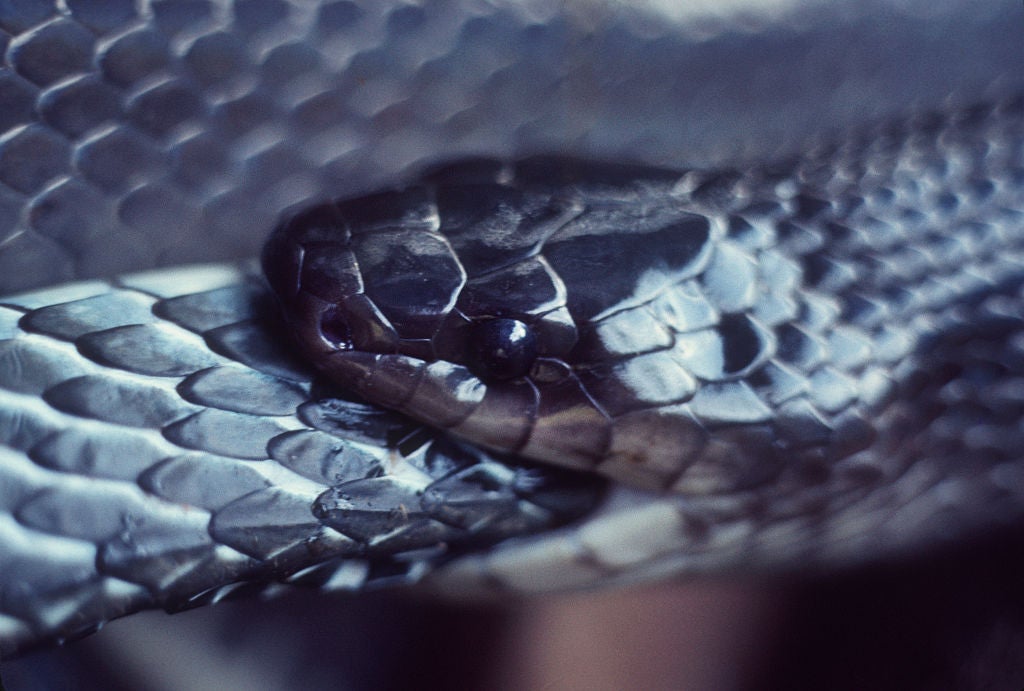 If new species outcompete the natives such as the indigo snake, extinction is doing its job