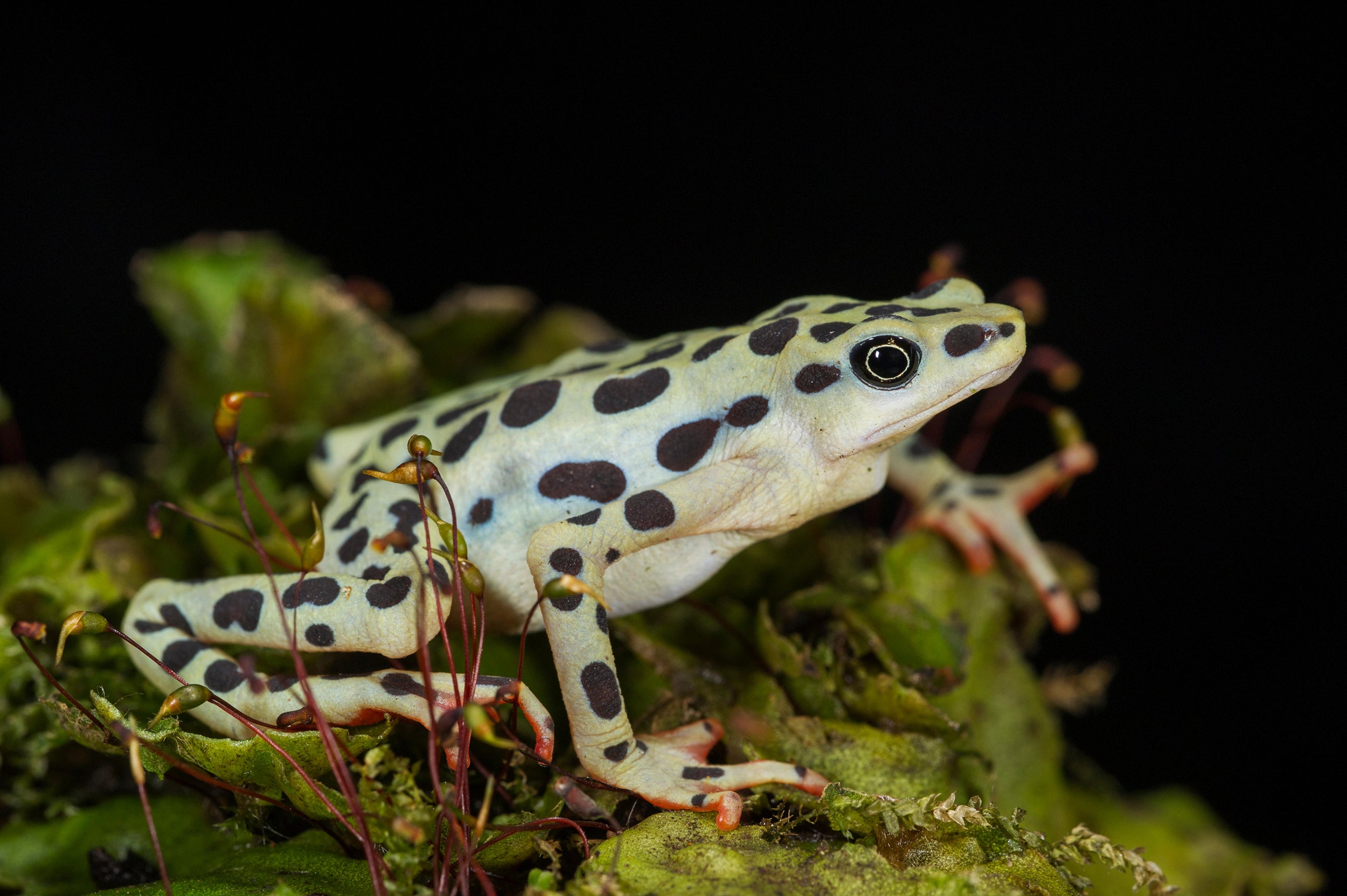 The Rio Pescado stubfoot toad was thought to be extinct until a chance discovery in Ecuador four years ago