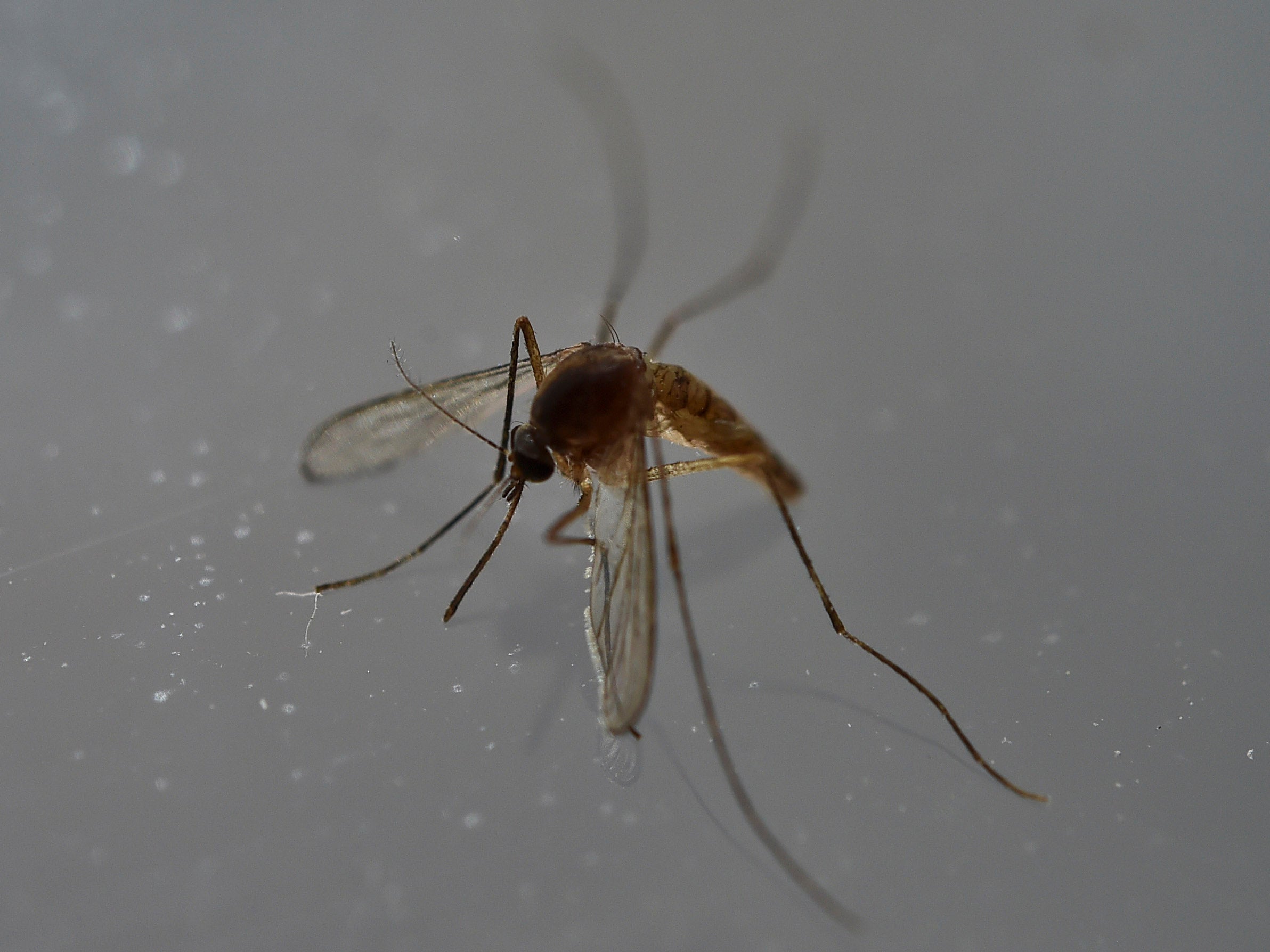 Mosquitoes, which transmit diseases such as Zika and malaria, do not just bite anything