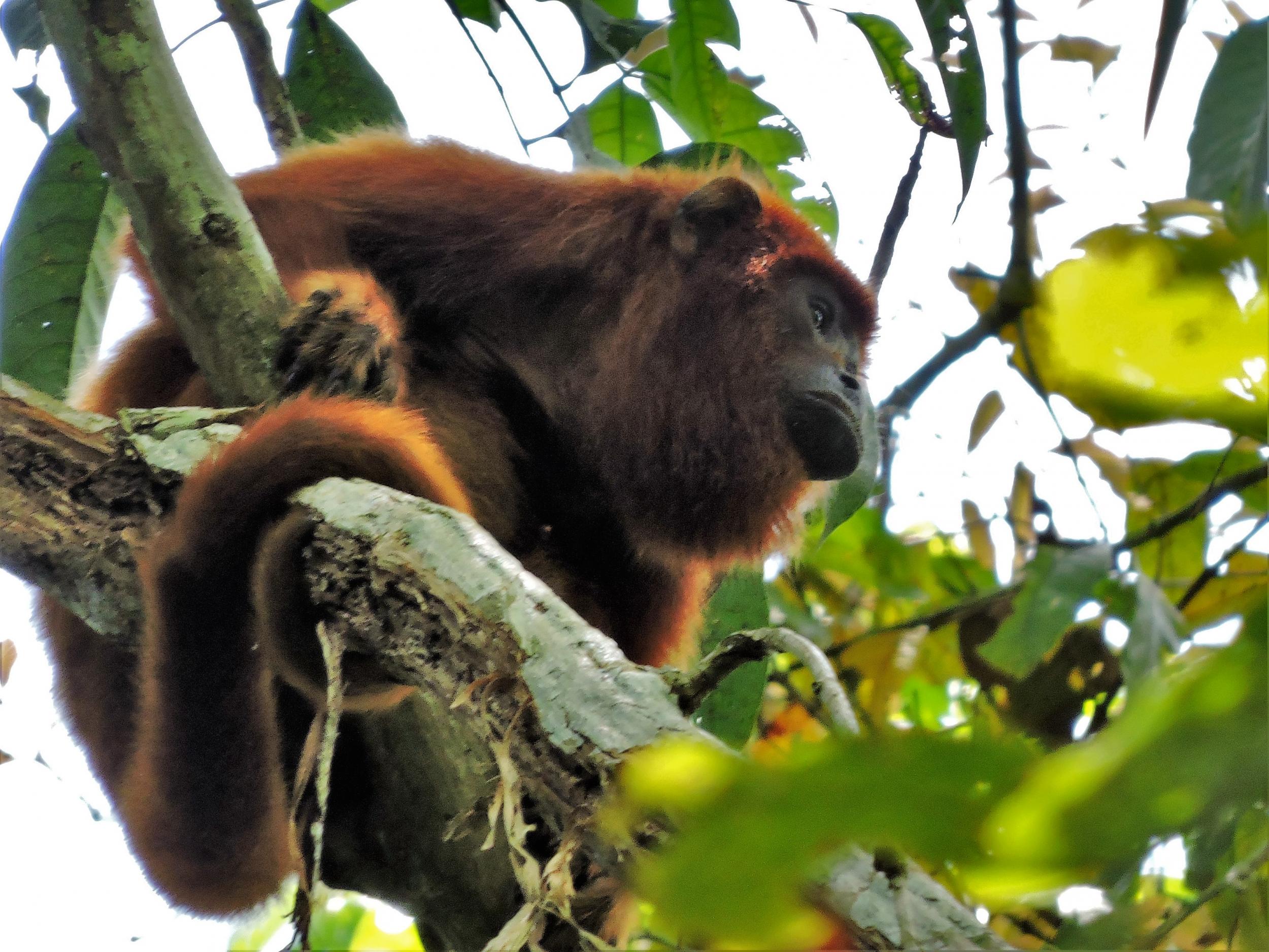 The national park is crammed with wildlife