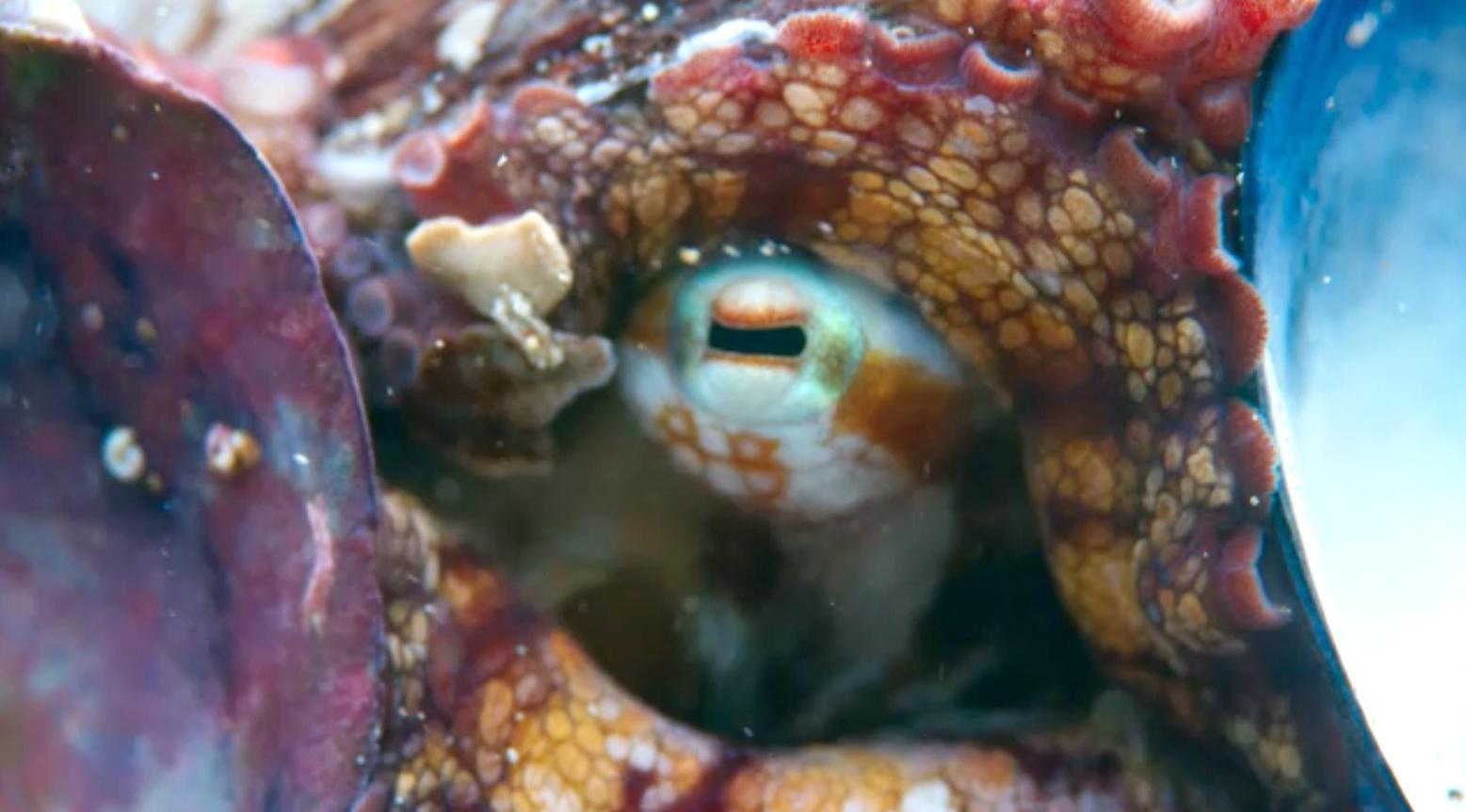 The octopus appeared to narrow its eyes in determination (BBC)