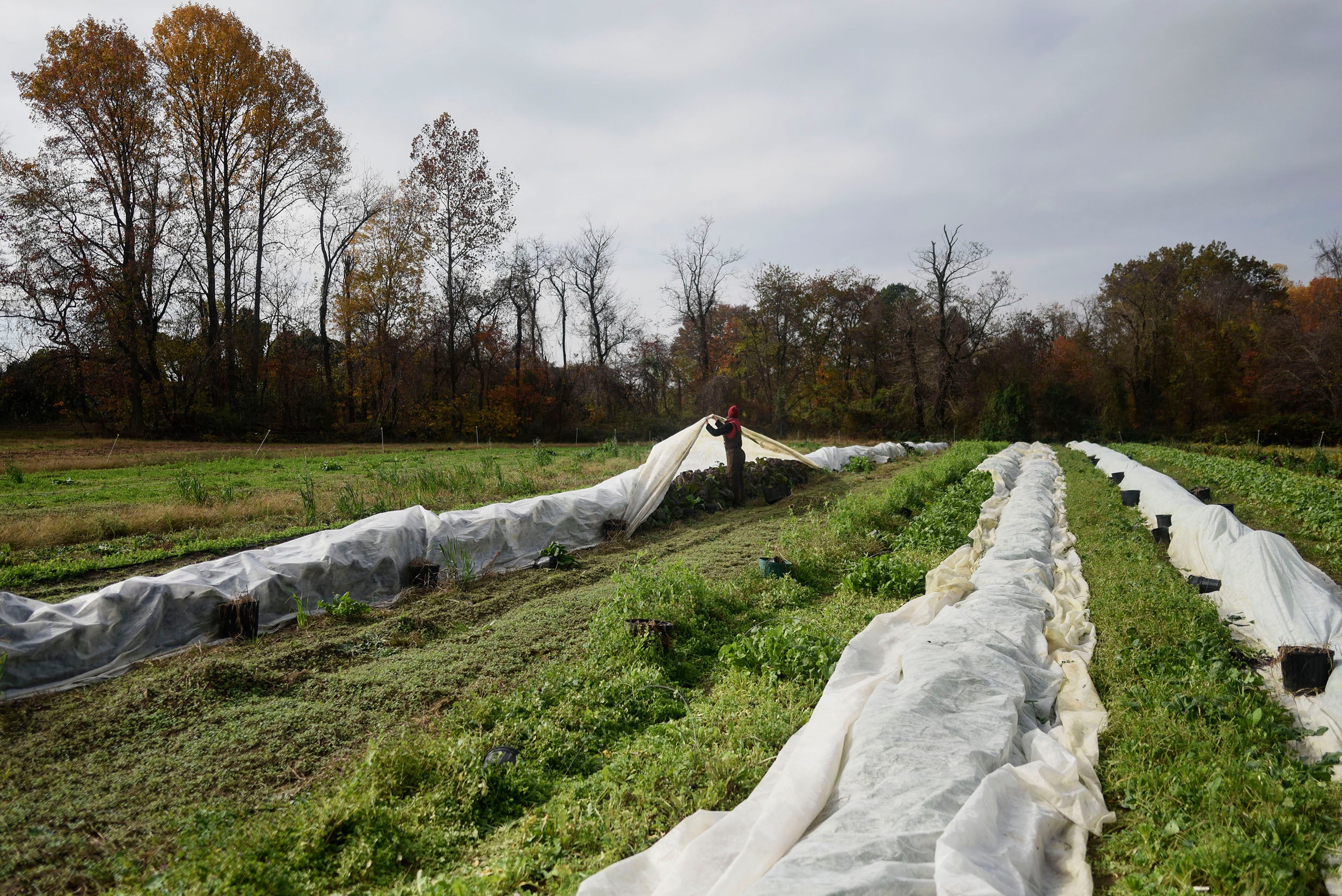 Rachel Clement picks purple mustard before the first hard freeze of the season at Owl’s Nest Farm