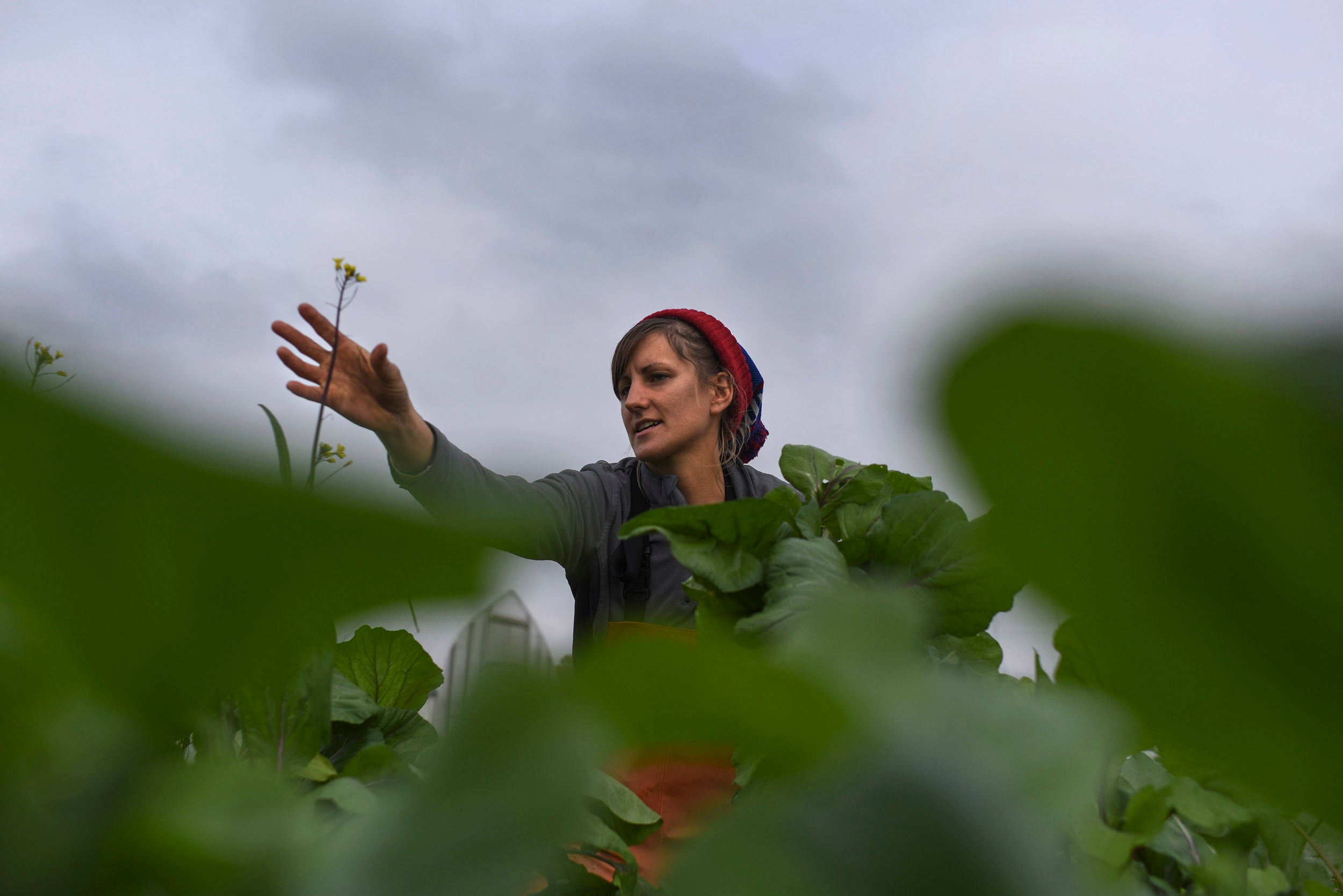 Farm owner Whitehurst picks greens to sell at a DC-area farmers’ market