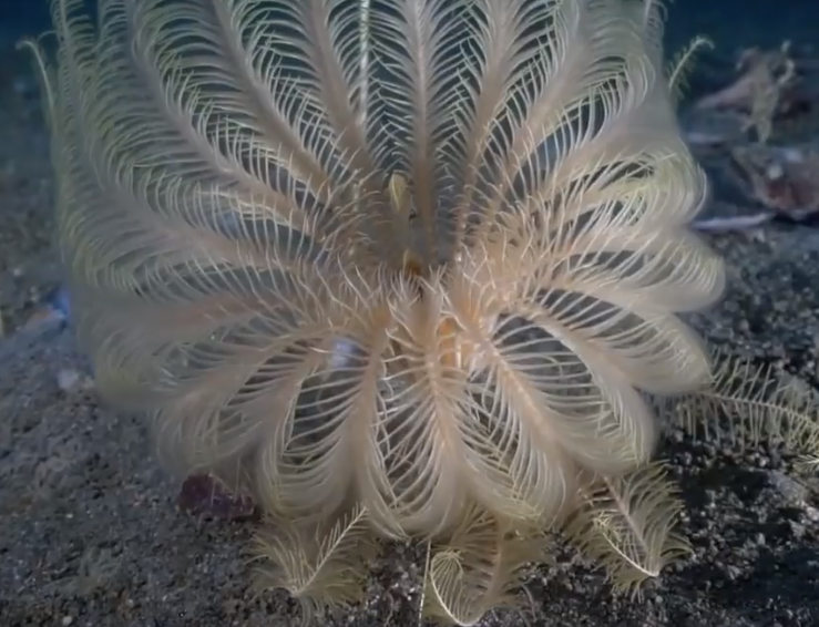 A shrimp-like creature found under the Ross Ice Shelf in a location some 70ft below the surface