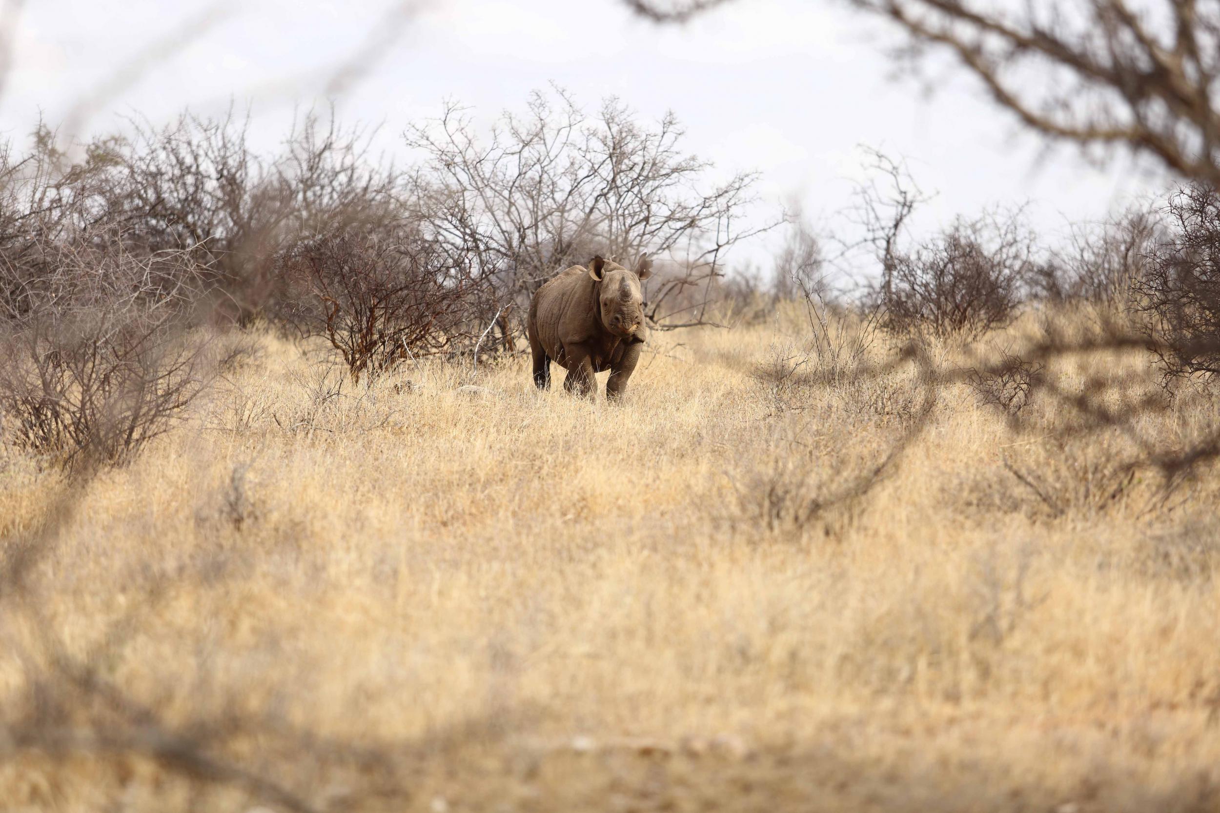 Black rhinos are some of the most elusive and endangered animals in the world