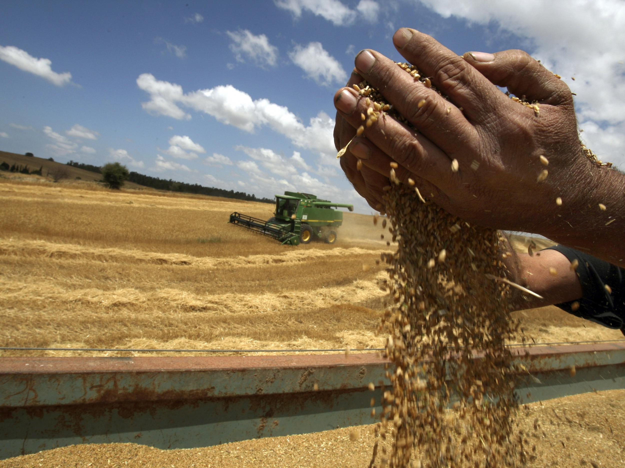 Wheat is found in many food products, which makes life difficult for people with coeliac disease